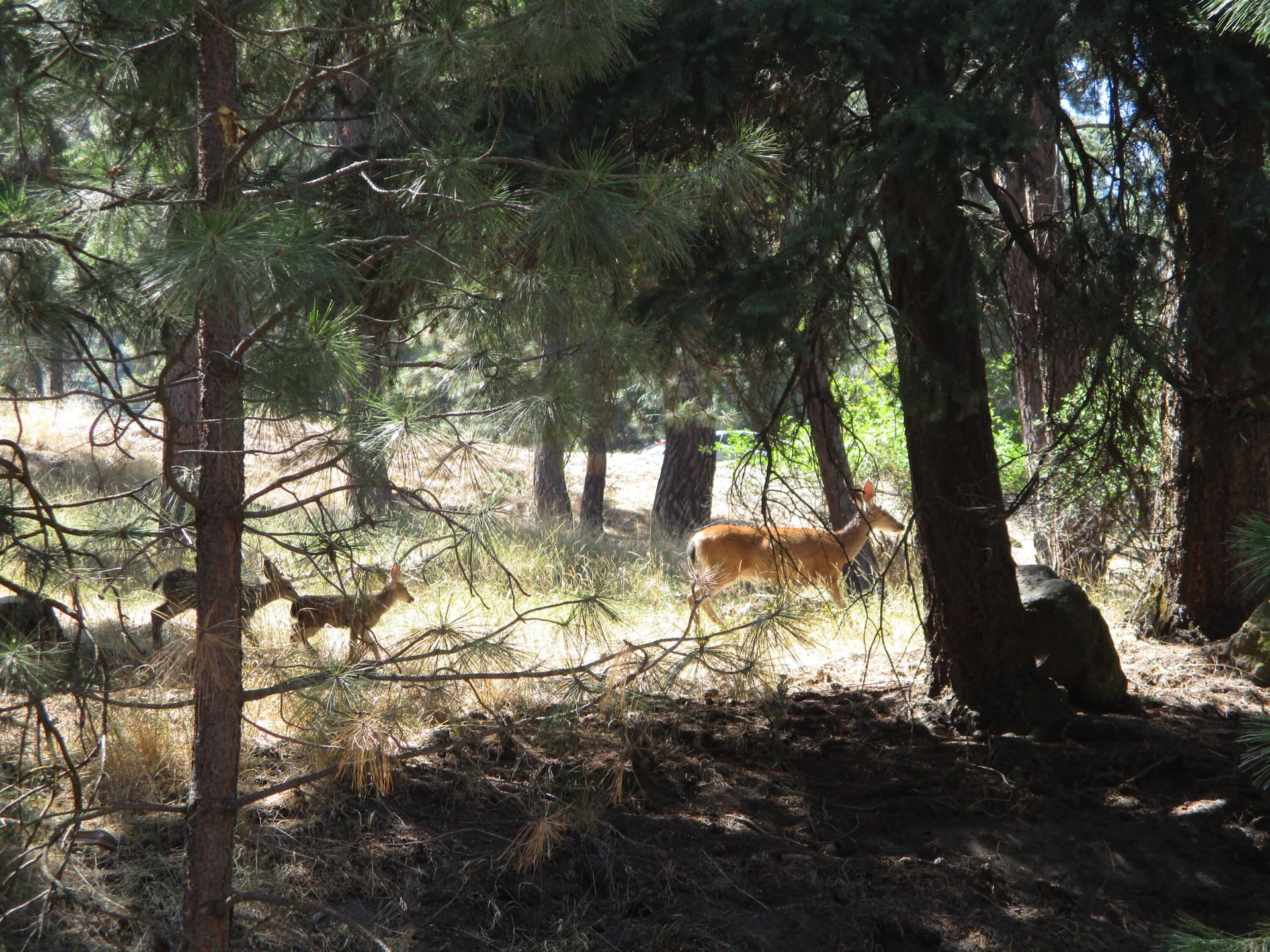IMG_0669. Photo 1 of 10, 930 Wild Plum Drive, Klamath Falls, OR 97601