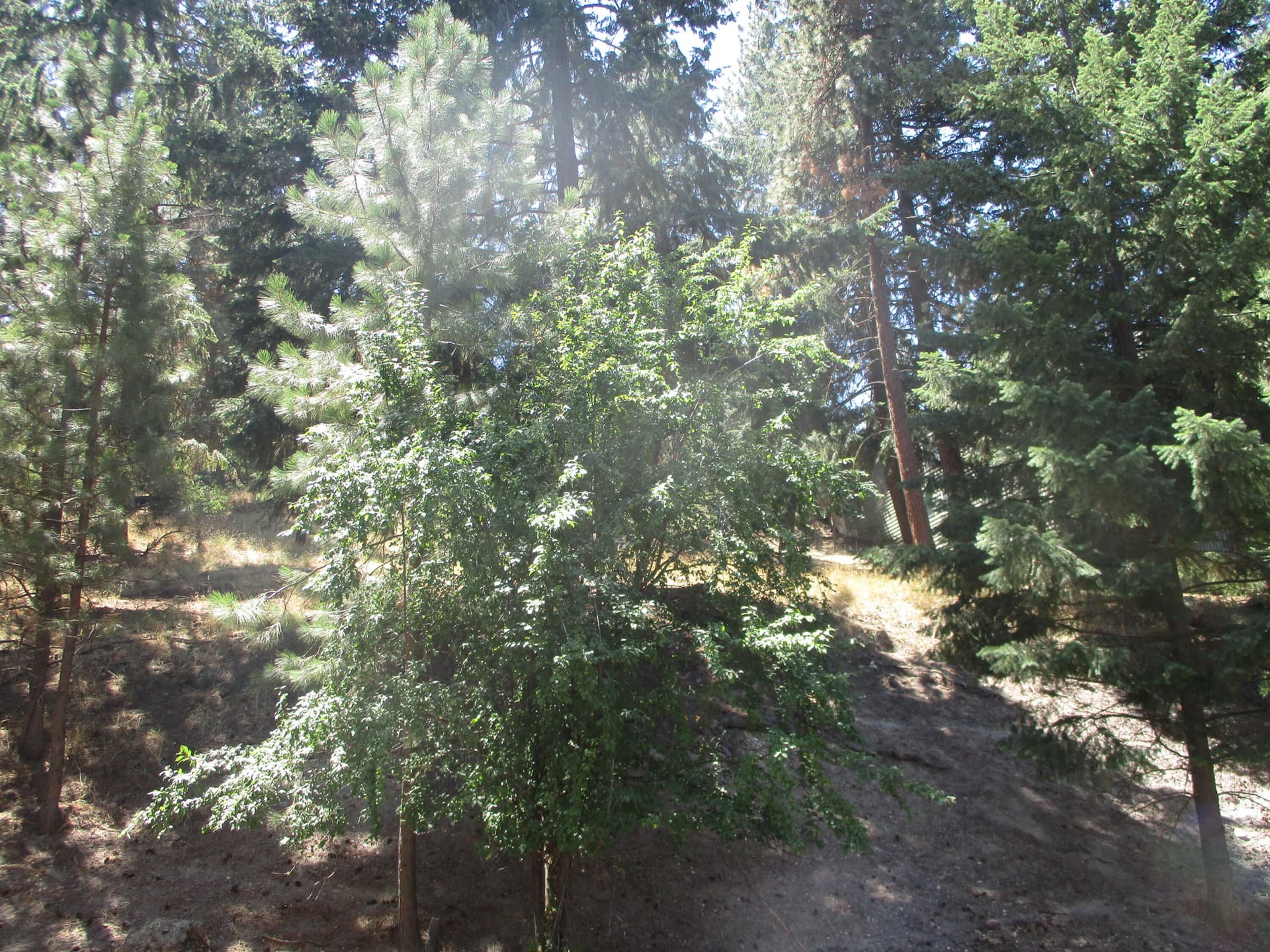 IMG_0682. Photo 3 of 10, 930 Wild Plum Drive, Klamath Falls, OR 97601