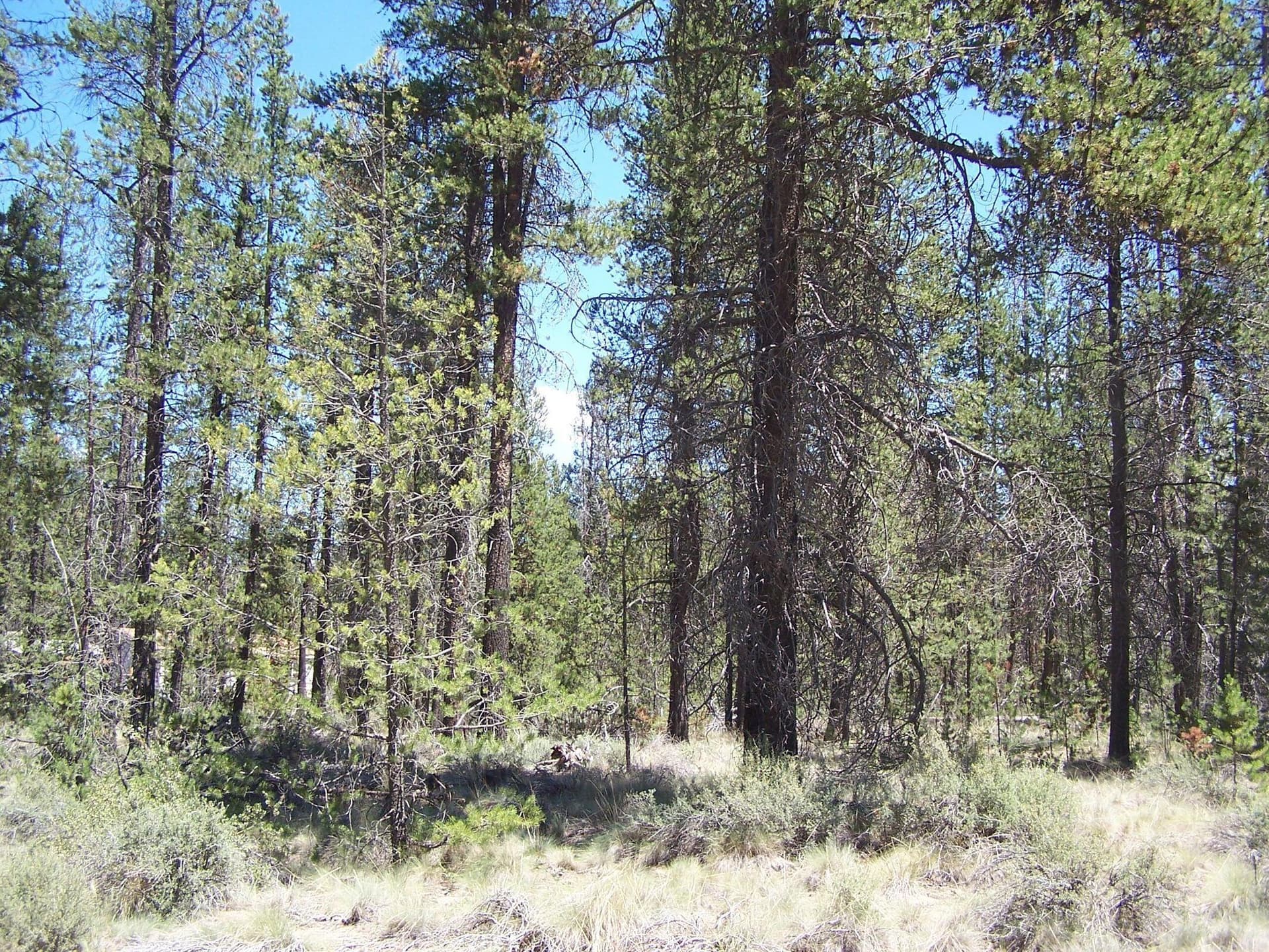 20210708190415991961000000-o. Photo 4 of 7, Skidgel Road, La Pine, OR 97739