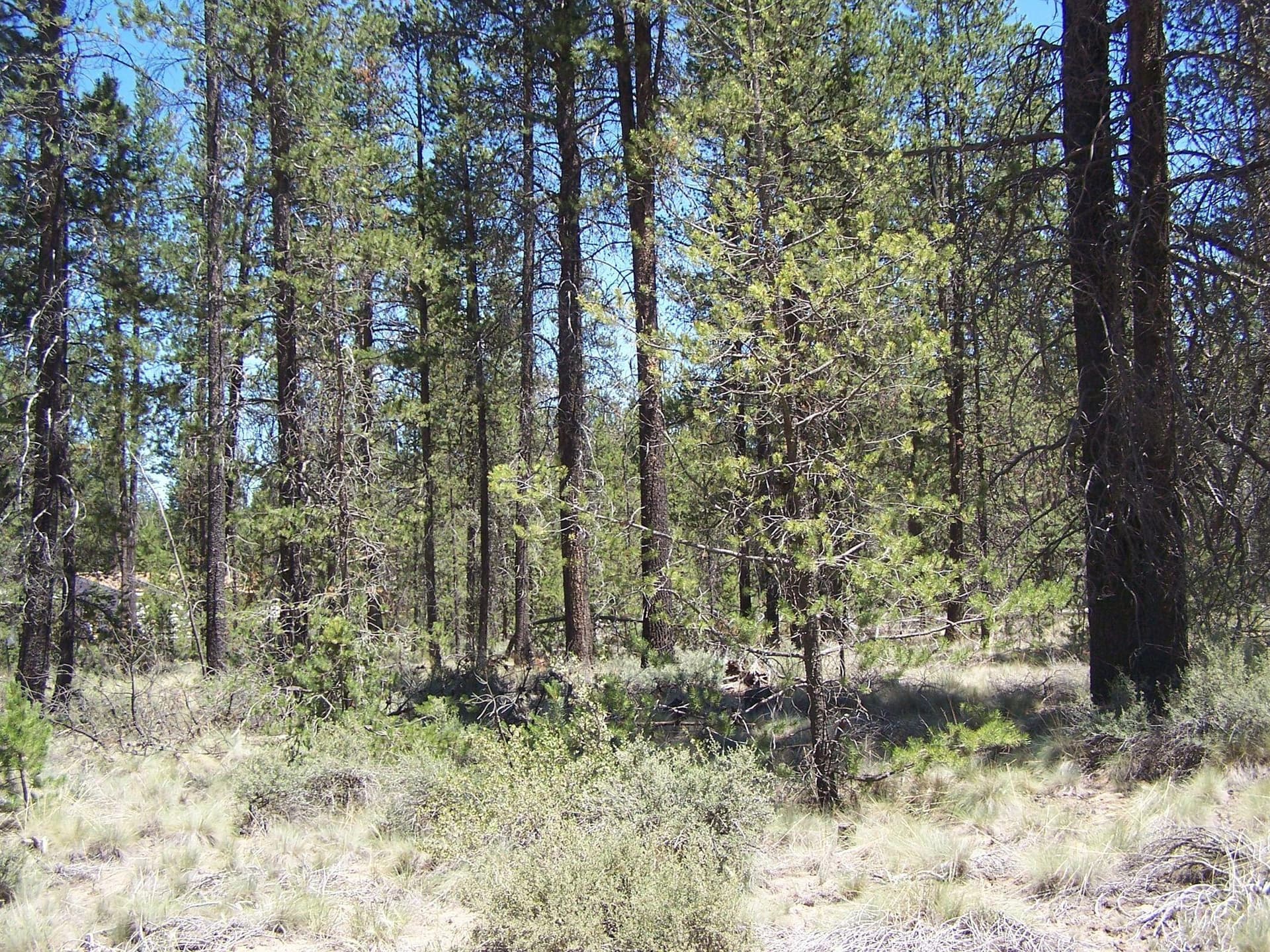 20210708190403041502000000-o. Photo 5 of 7, Skidgel Road, La Pine, OR 97739