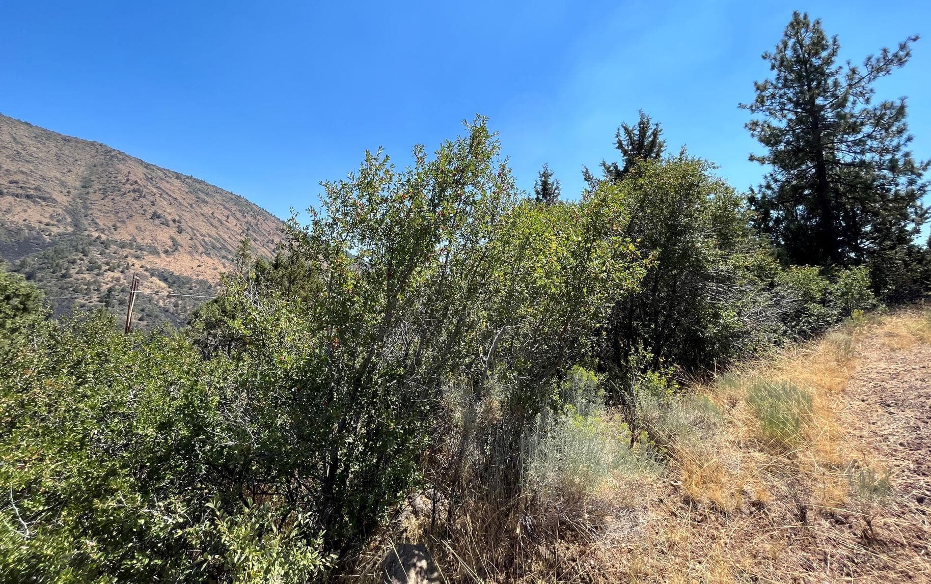 picture 3. Photo 3 of 11, Peregrine Heights Unit Lot 41, Klamath Falls, OR 97601
