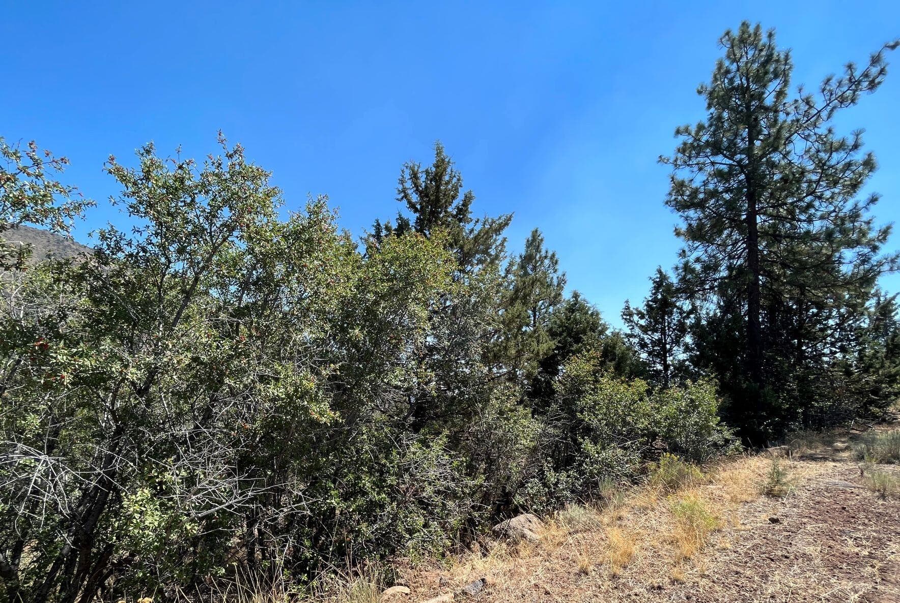picture 5. Photo 5 of 11, Peregrine Heights Unit Lot 41, Klamath Falls, OR 97601