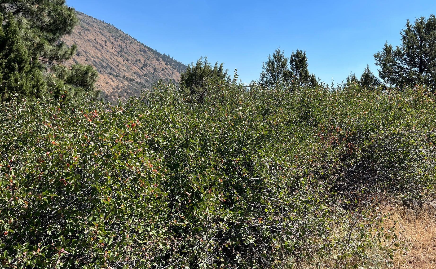 picture 2. Photo 2 of 11, Lot 40 Peregrine Heights, Klamath Falls, OR 97601