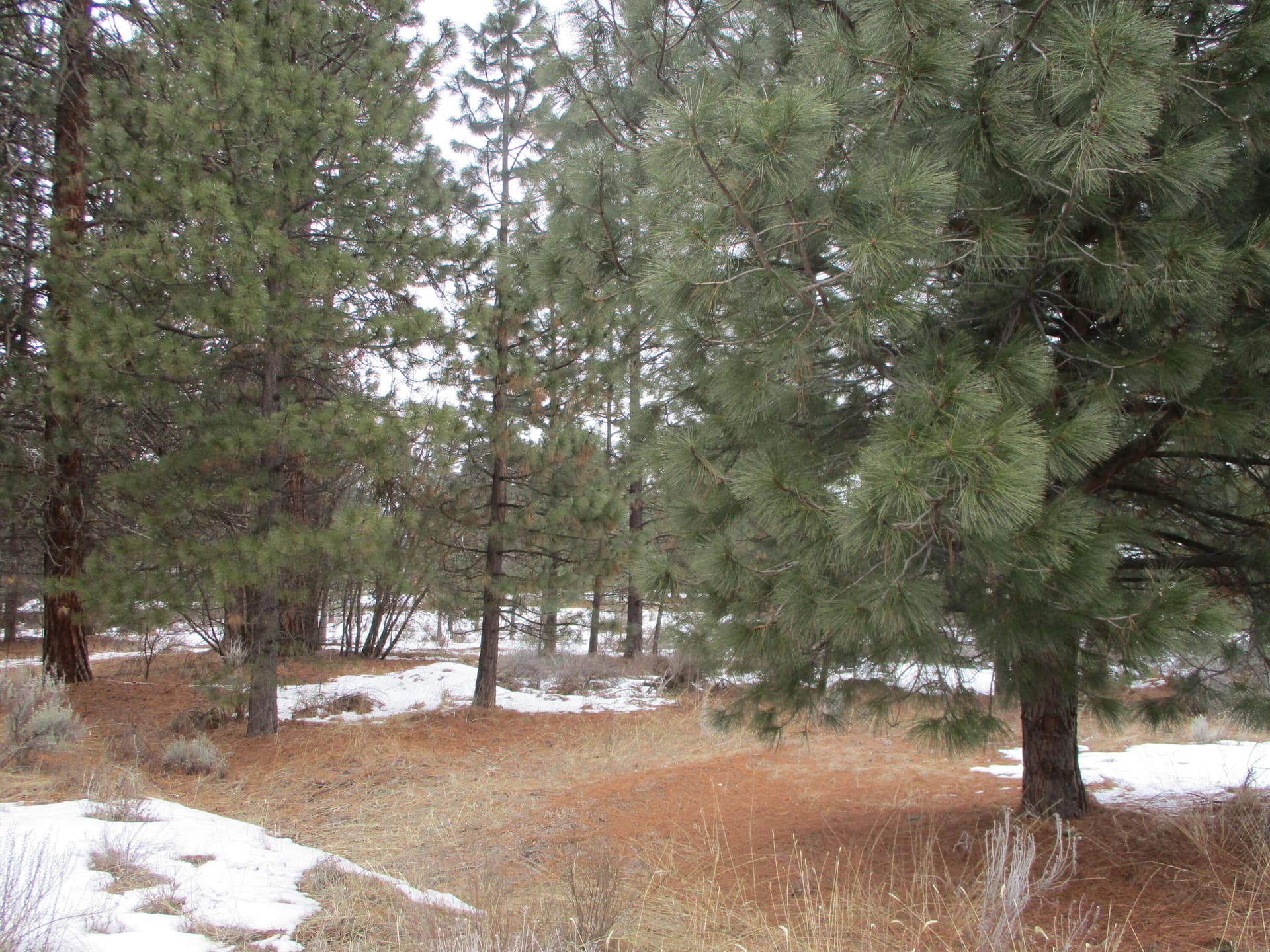 IMG_0179. Photo 3 of 9, 3525 Cayuse Circle, Chiloquin, OR 97624