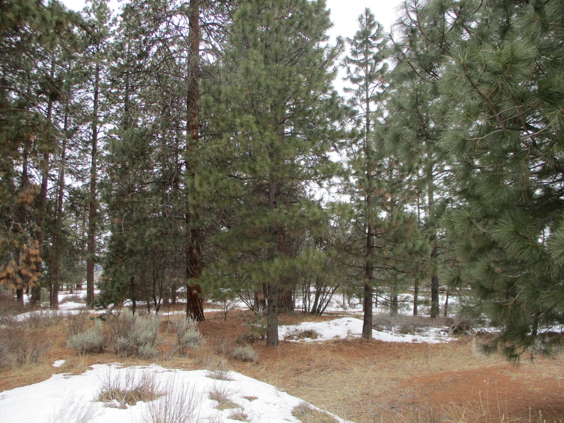 IMG_0180. Photo 4 of 9, 3525 Cayuse Circle, Chiloquin, OR 97624