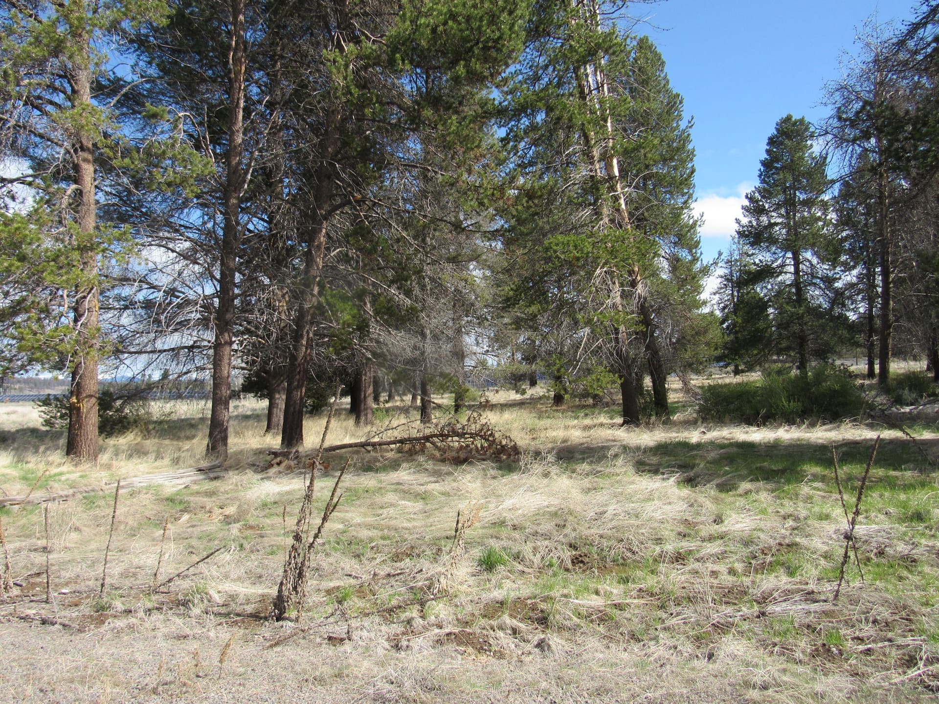 IMG_1873. Photo 1 of 11, 0 Longhorn Loop Unit 883882, Chiloquin, OR 97624