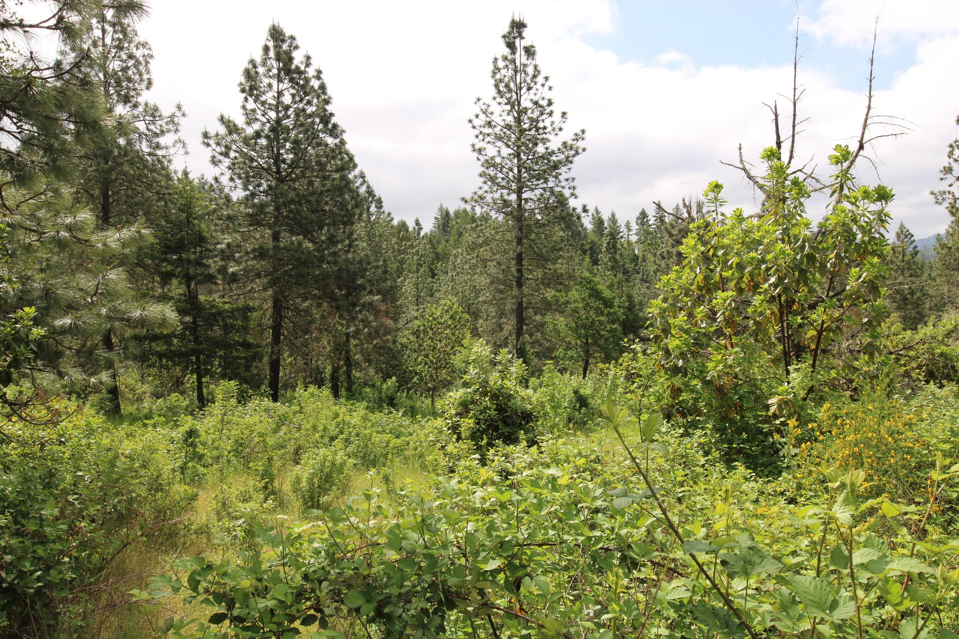 Timber Oregon Nickel Mountain Ranch. Photo 1 of 24, Cow Creek Road Unit 100, Riddle, OR 97469