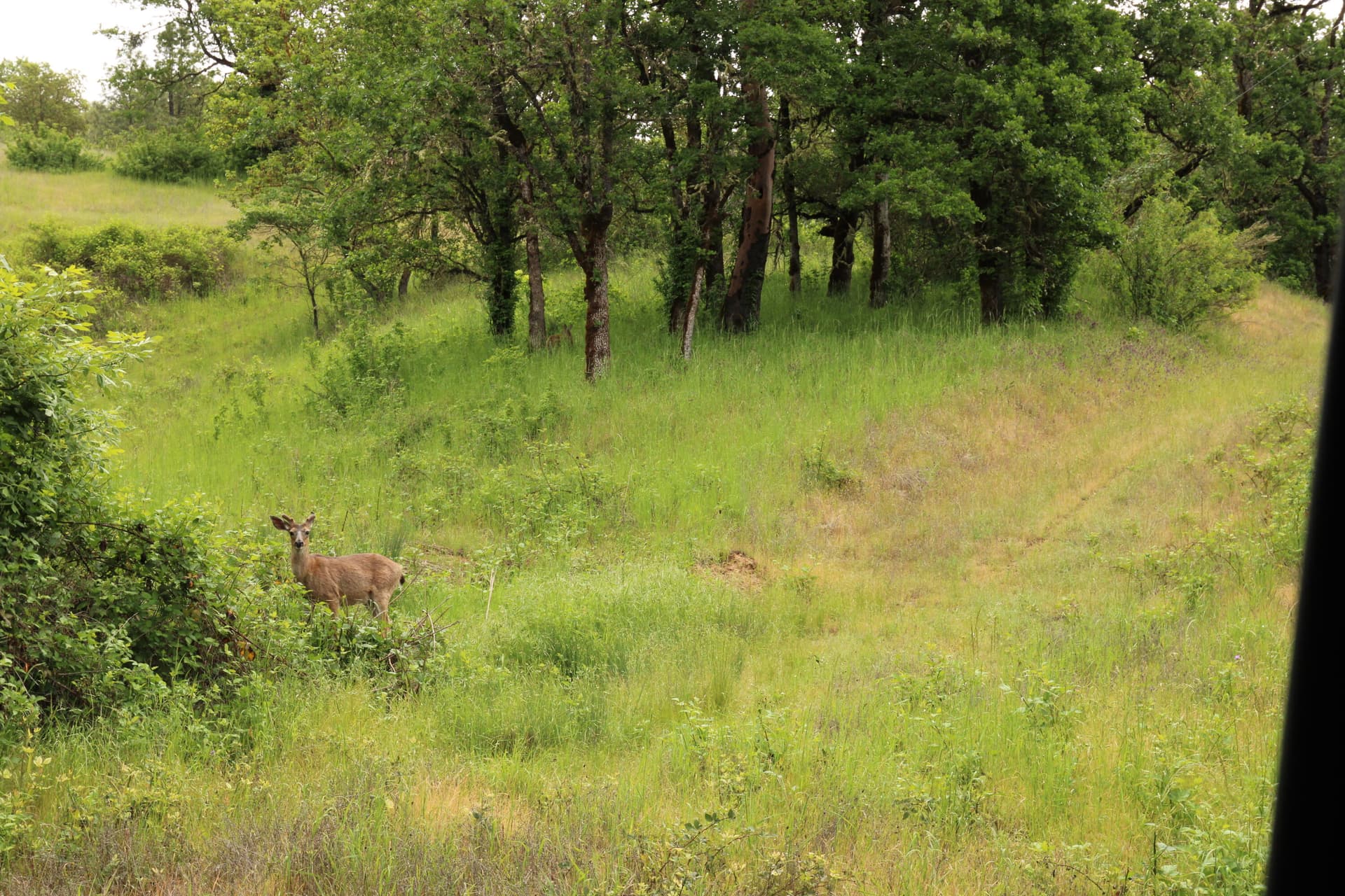 Black Tailed Deer Oregon Ranches Nickel. Photo 2 of 24, Cow Creek Road Unit 100, Riddle, OR 97469