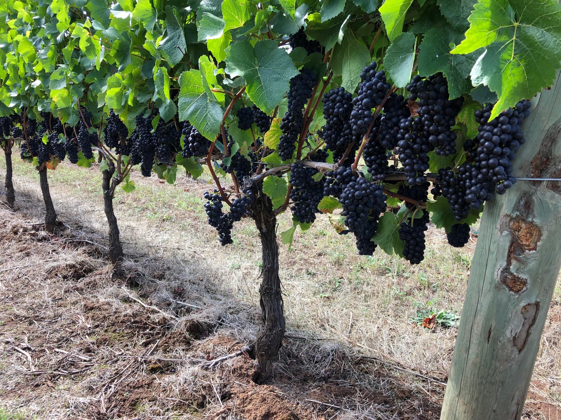 Dolcetto. Photo 5 of 51, 7820 SE Amity Road, Amity, OR 97101