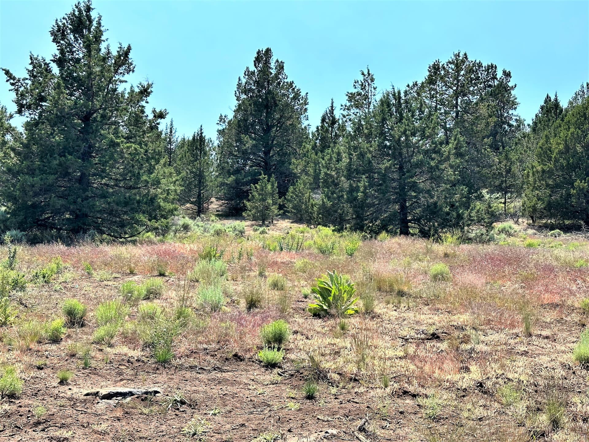 IMG_8566. Photo 4 of 33, Lot 2 Apogee Way, Klamath Falls, OR 97601