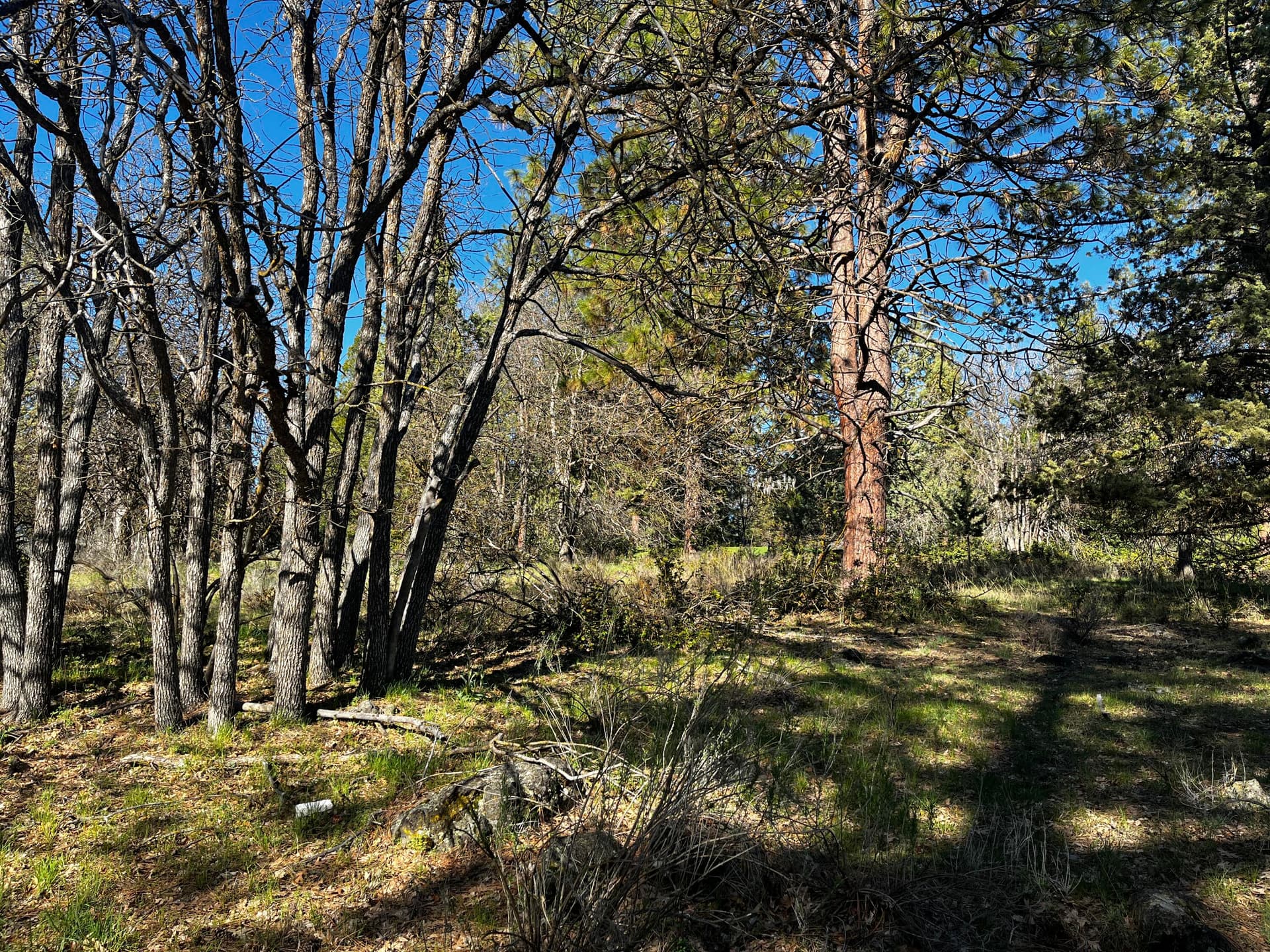 IMG_2870. Photo 3 of 5, 0 Merganser Road Unit Lot 110, Klamath Falls, OR 97601