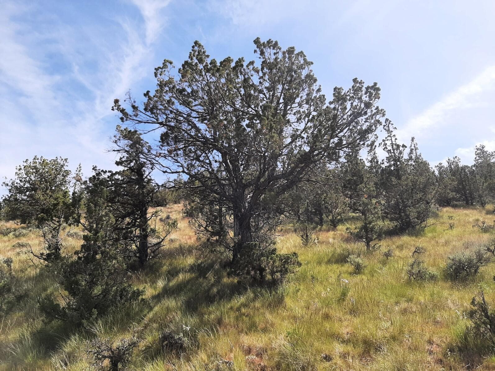 4. Photo 4 of 35, SE Night Hawk Court, Prineville, OR 97754