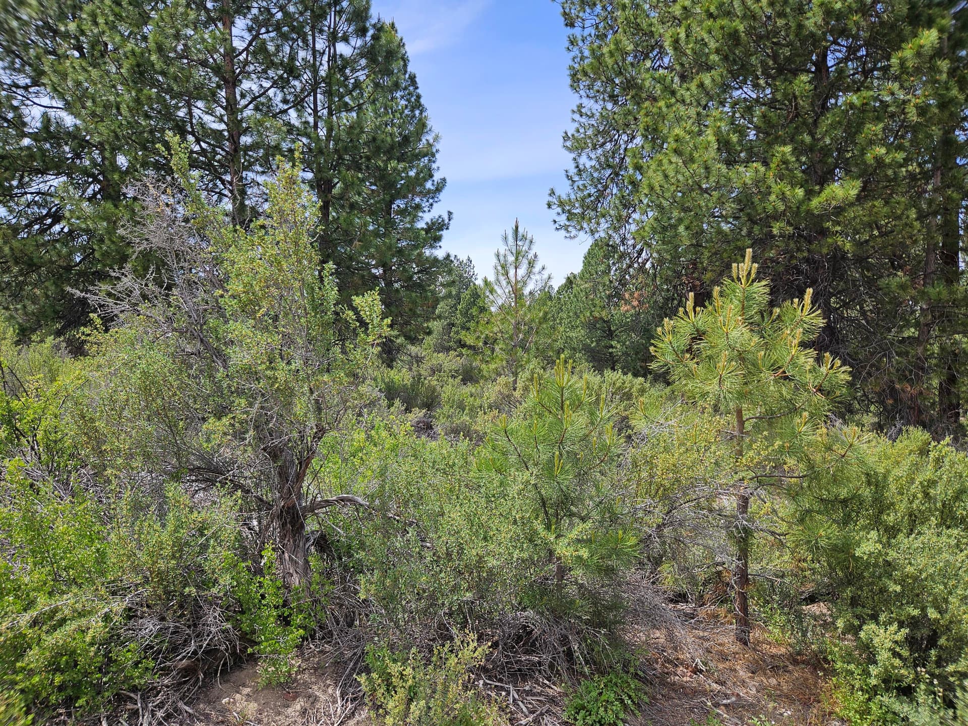20240614_140749. Photo 1 of 5, 00 Pine Ridge Loop Unit Lot 7, Chiloquin, OR 97624