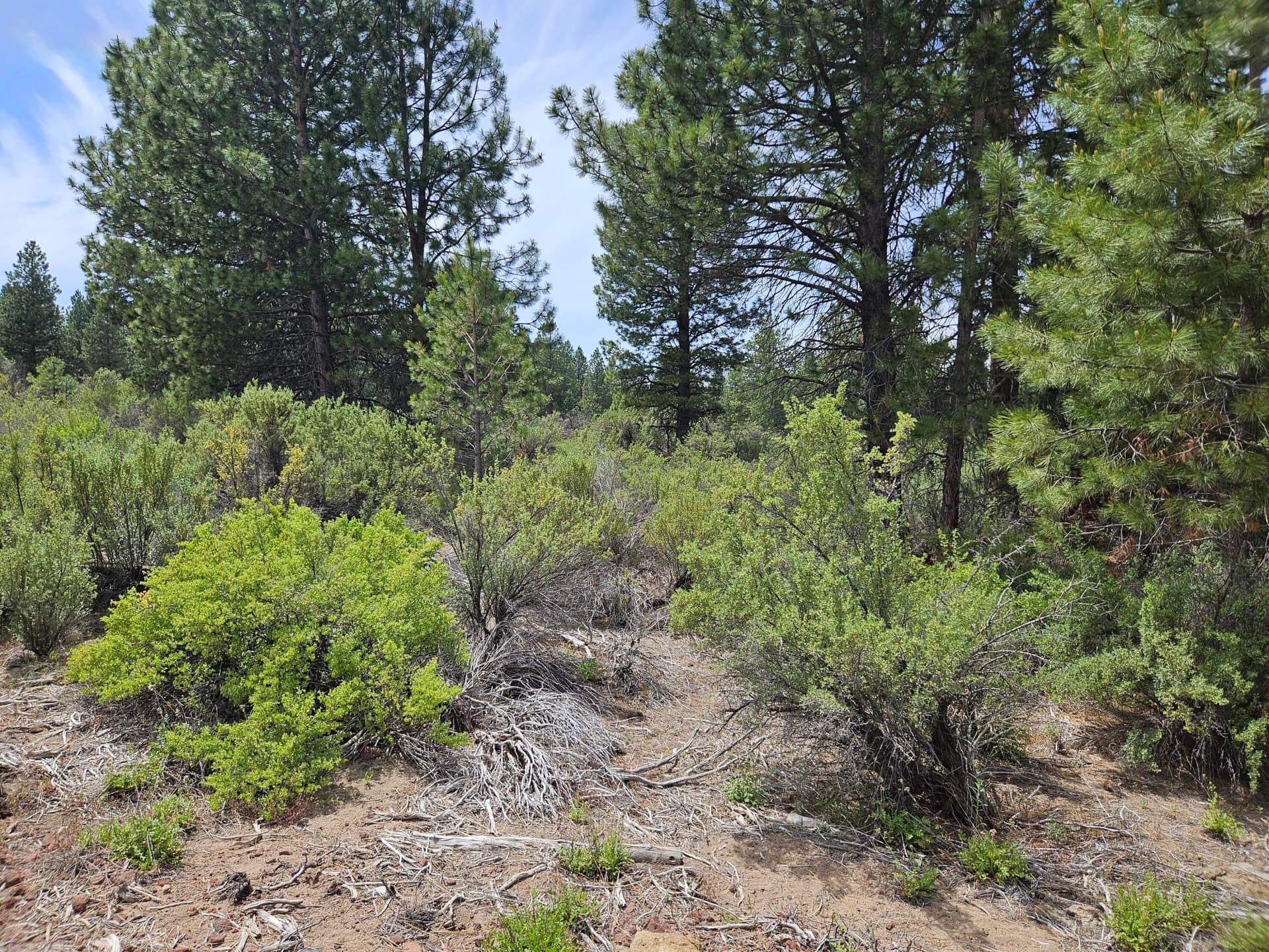 20240614_140736. Photo 2 of 5, 00 Pine Ridge Loop Unit Lot 7, Chiloquin, OR 97624