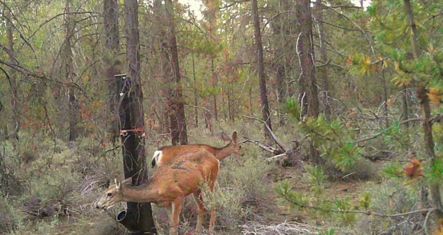 IMG_6376. Photo 5 of 9, **NO SITUS Deedon Road Unit 2110000003603, La Pine, OR 97739