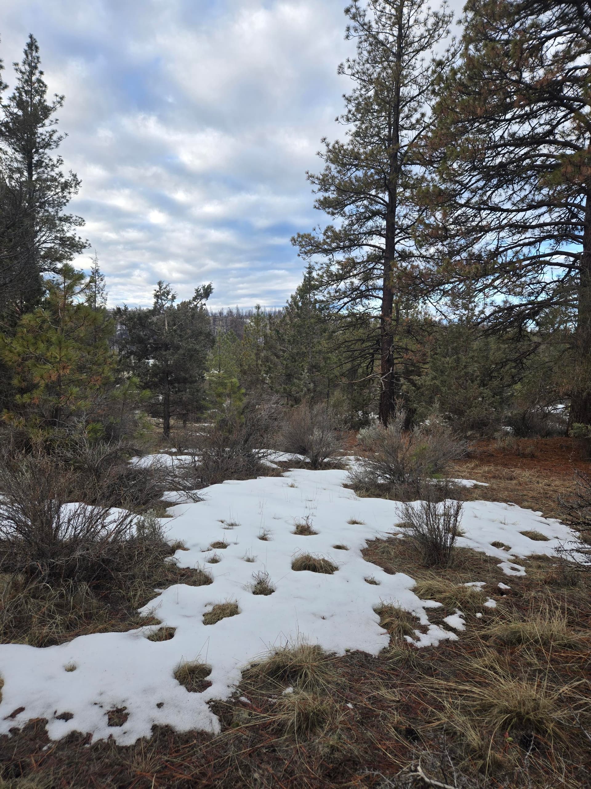 Listing Photo. Photo 1 of 22, Jaguar Lane Unit Lot 7 & 8, Bonanza, OR 97623
