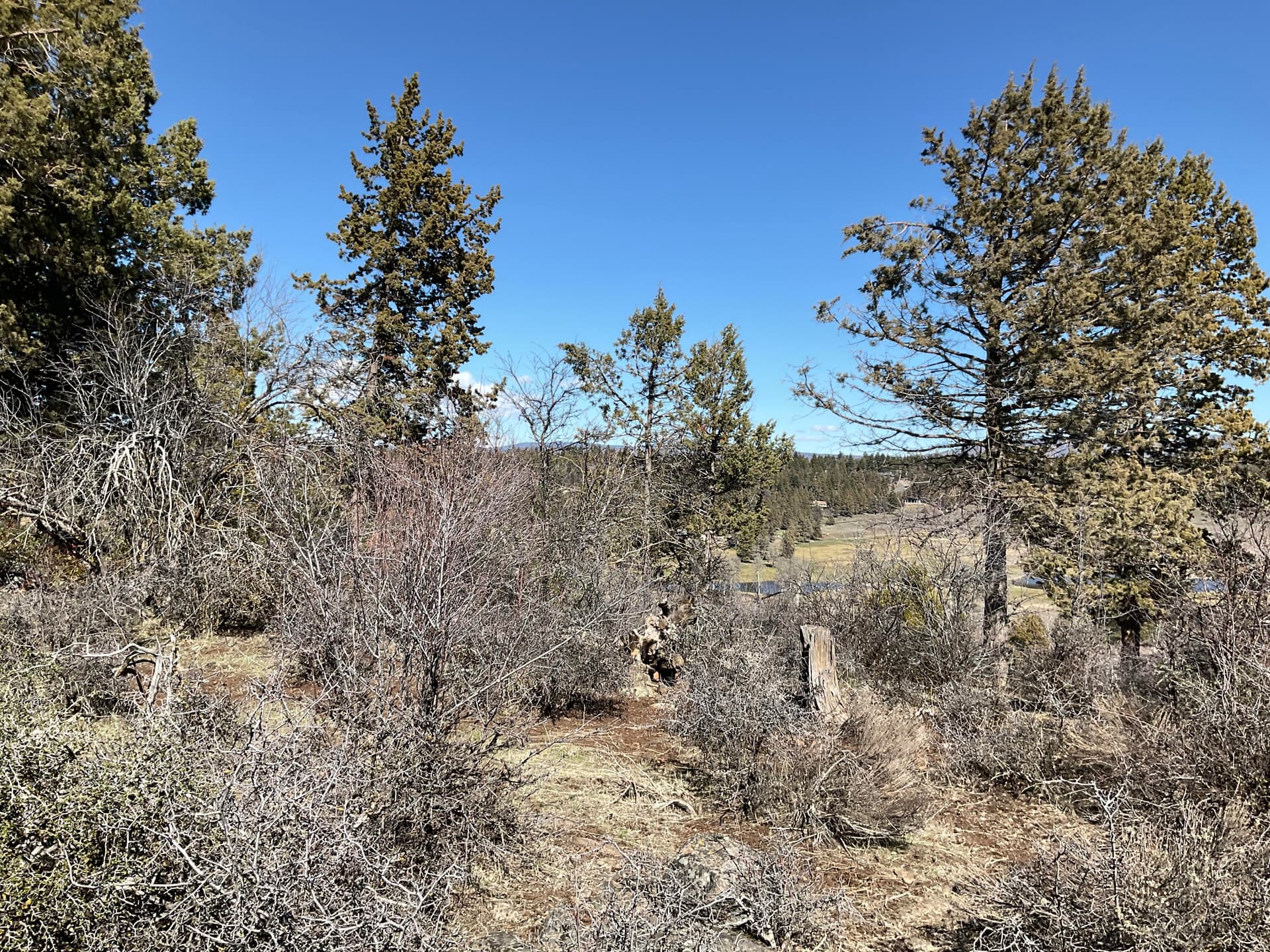 Mature trees. Photo 3 of 6, Crossbill Drive Unit Lot 975, Klamath Falls, OR 97601