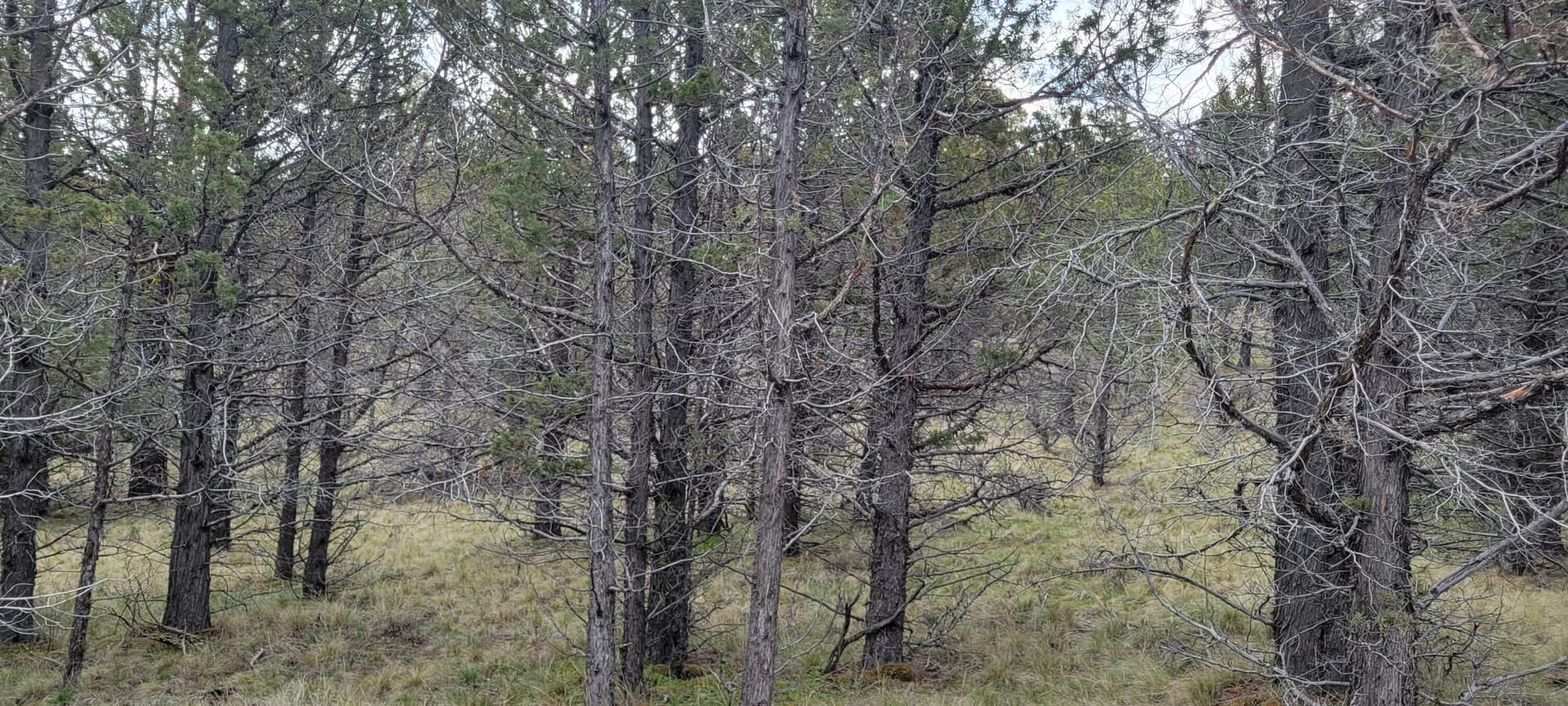 Wooded 02. Photo 4 of 26, 01500 SE Osprey Road Unit 62, Prineville, OR 97754