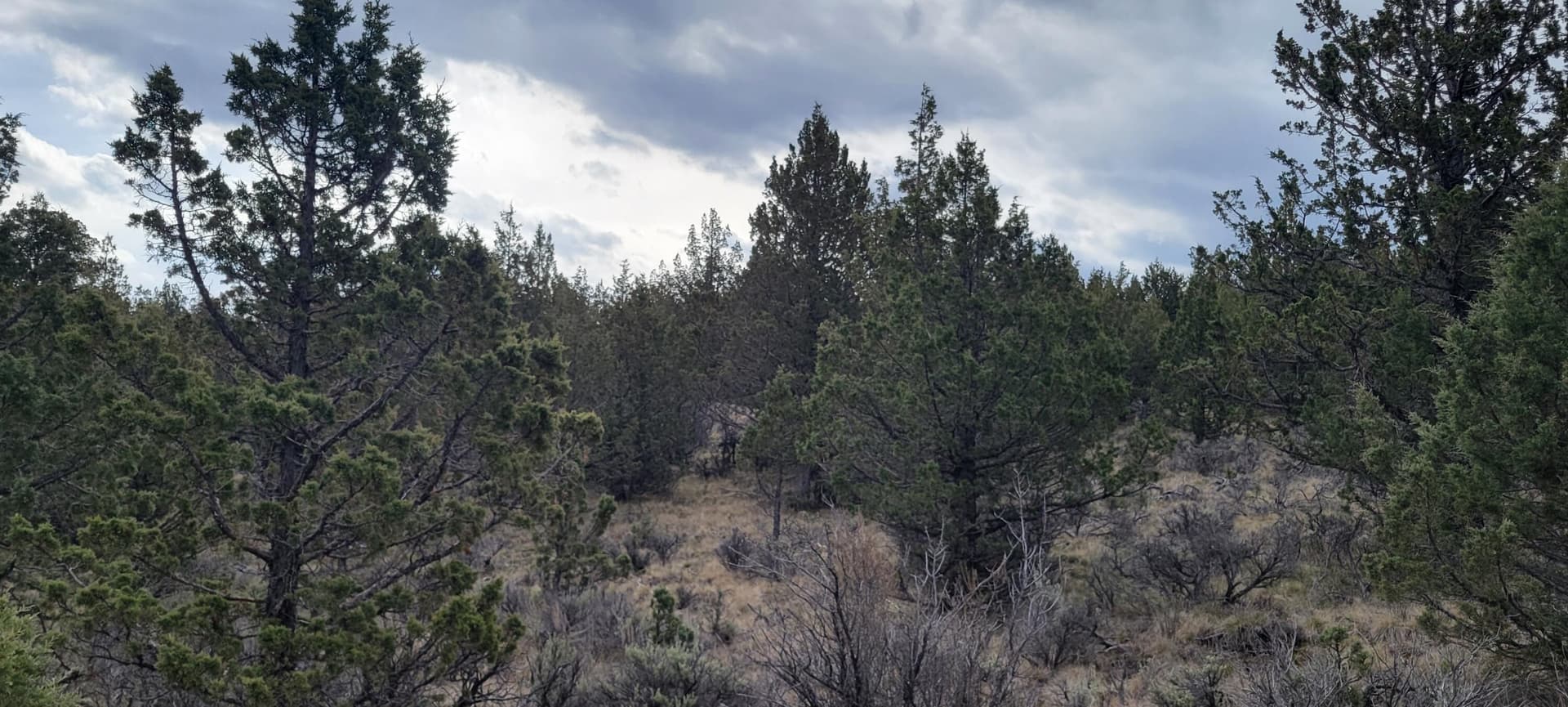 Wooded 03. Photo 5 of 26, 01500 SE Osprey Road Unit 62, Prineville, OR 97754