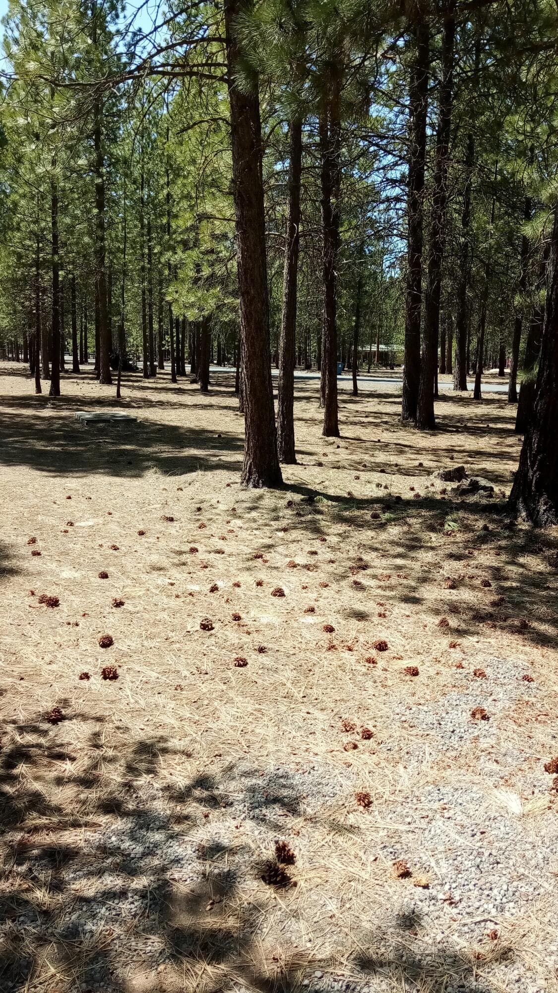 IMG_20250421_131554. Photo 3 of 11, 52170 Ponderosa Way, La Pine, OR 97739