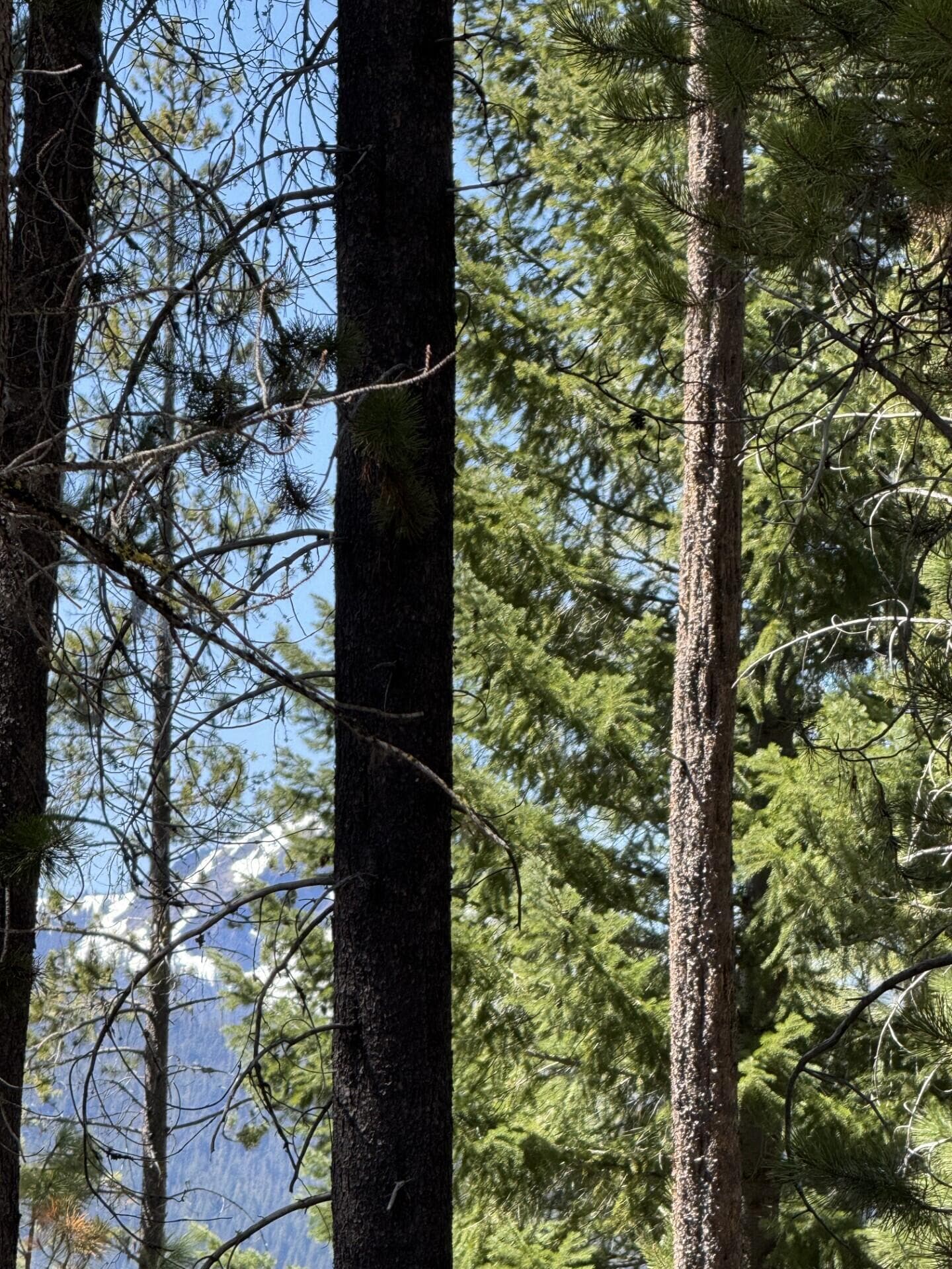 Filtered view. Photo 3 of 6, Siah Court Unit 33, Crescent Lake, OR 97733