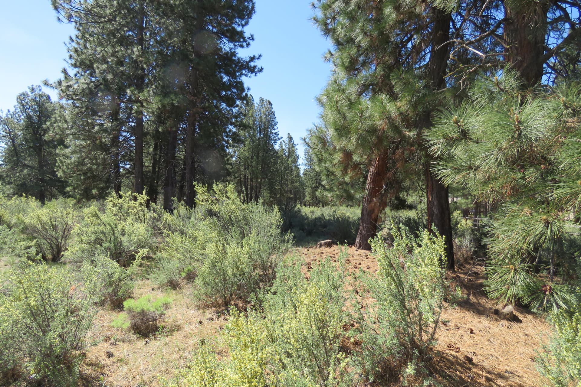 IMG_4560. Photo 1 of 12, Castle Dr Lot 10, Chiloquin, OR 97624