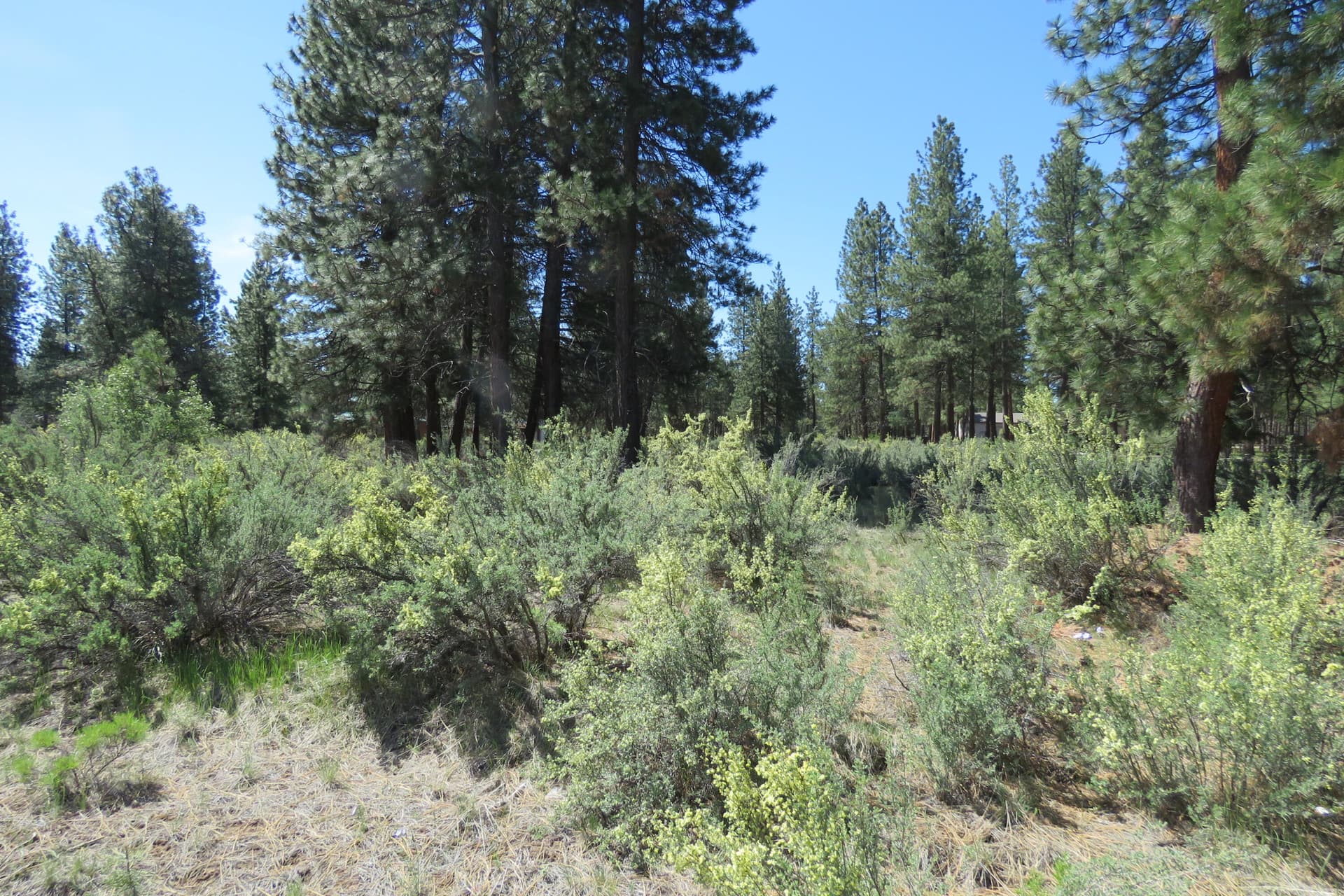 IMG_4561. Photo 2 of 12, Castle Dr Lot 10, Chiloquin, OR 97624