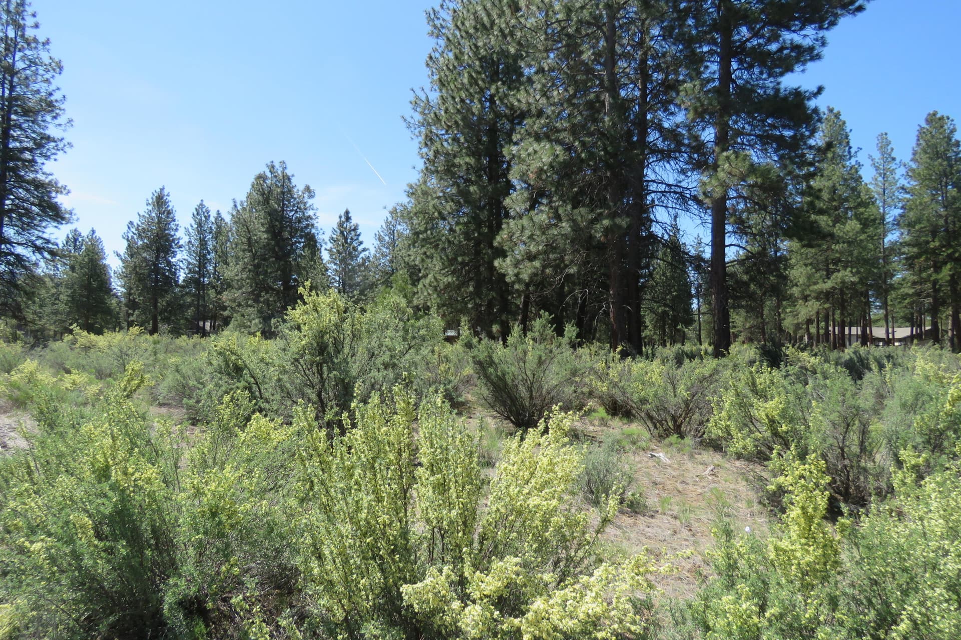 IMG_4562. Photo 3 of 12, Castle Dr Lot 10, Chiloquin, OR 97624