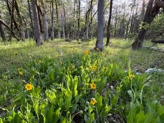 Entrance to property. Photo 1 of 12, 36435 Ditch Creek Road Unit 204, Rogue River, OR 97537