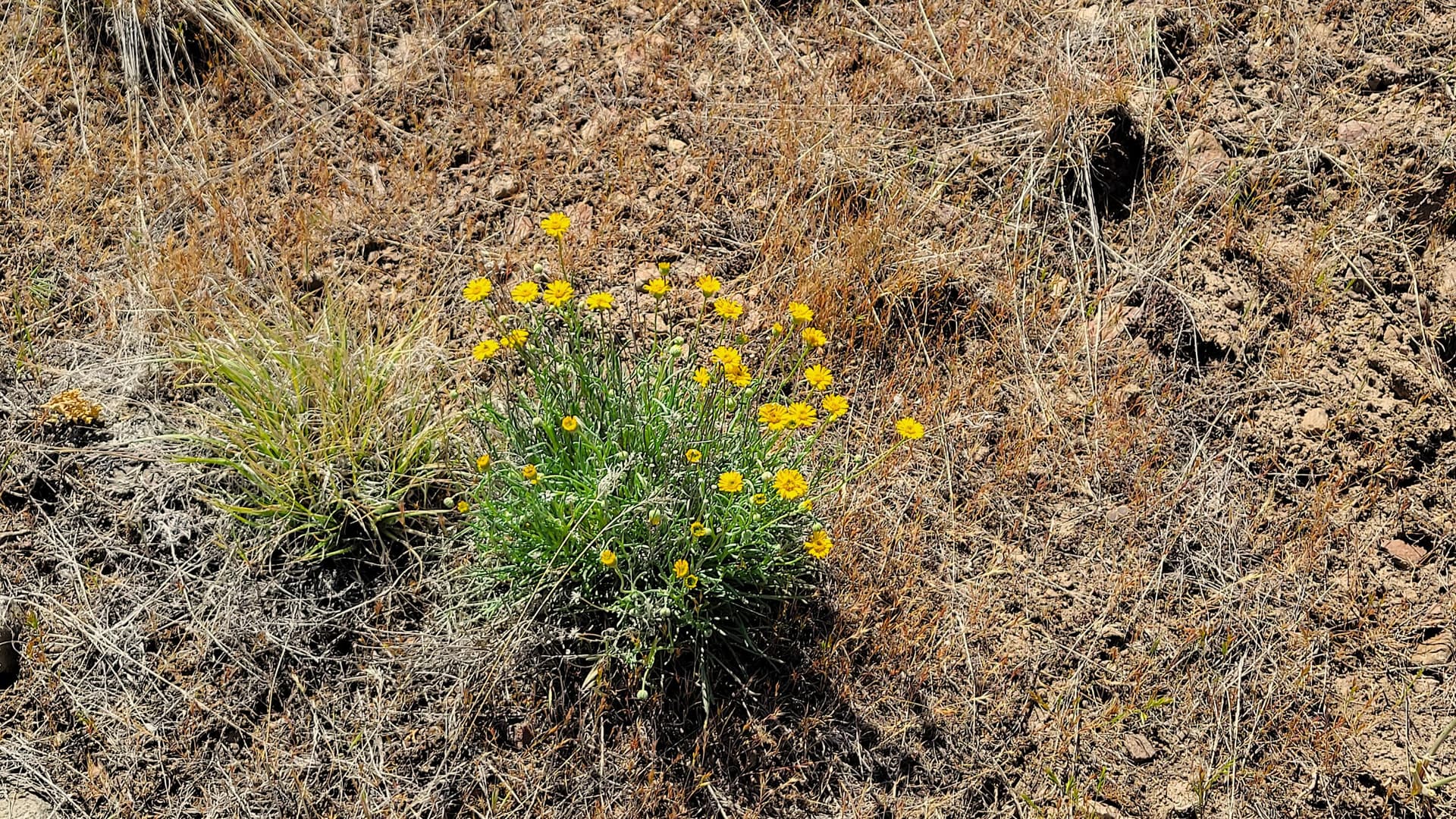 20250531_100755. Photo 4 of 15, SE Weatherby Loop, Prineville, OR 97754