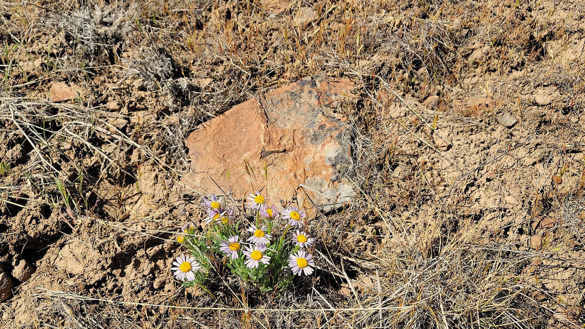 20250531_100802. Photo 5 of 15, SE Weatherby Loop, Prineville, OR 97754