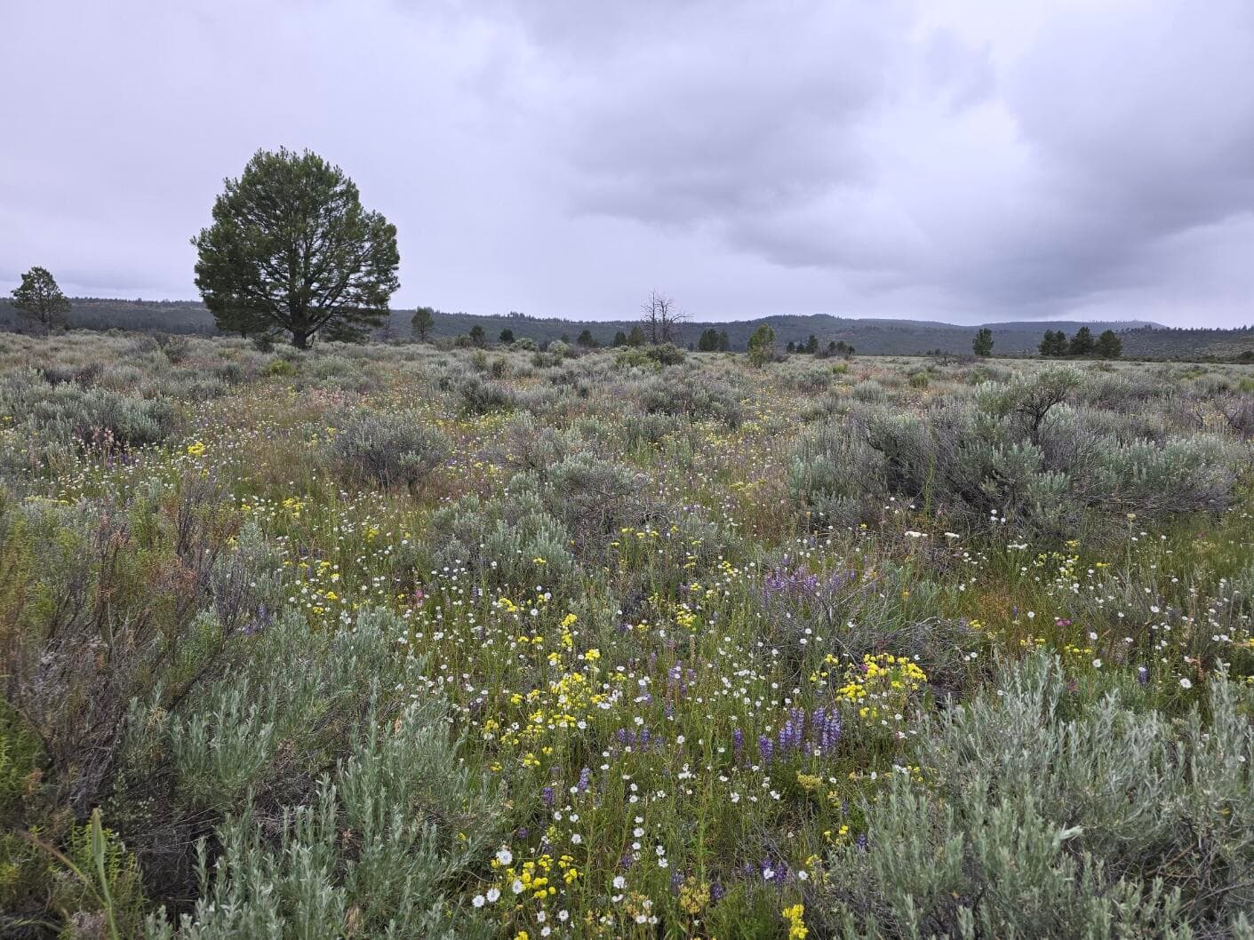 20250621_171019. Photo 1 of 7, 0 Tableland Road Unit 3800, Sprague River, OR 97639