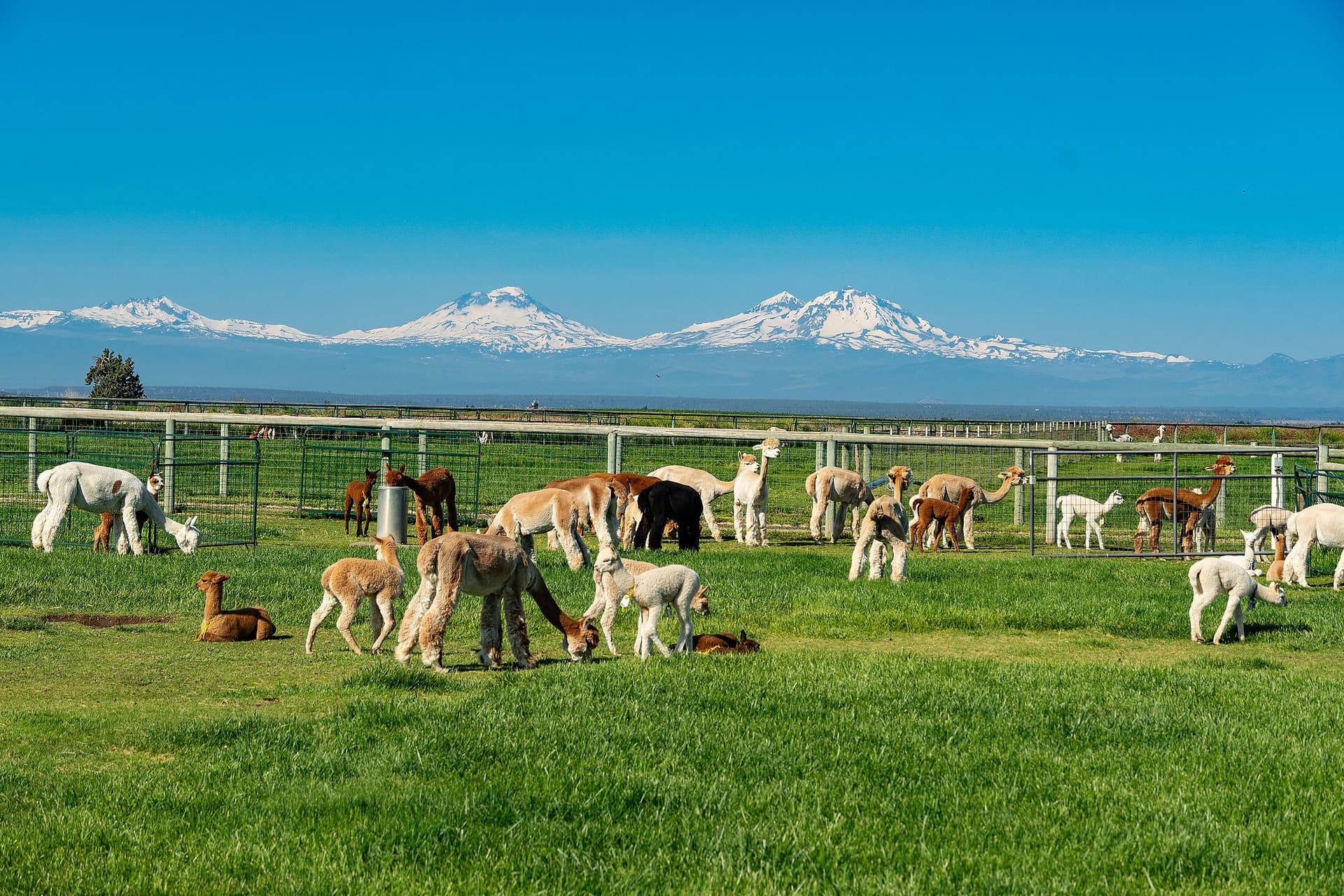 alpaca three sisters. Photo 2 of 49, 12444 SW Green Drive, Culver, OR 97734