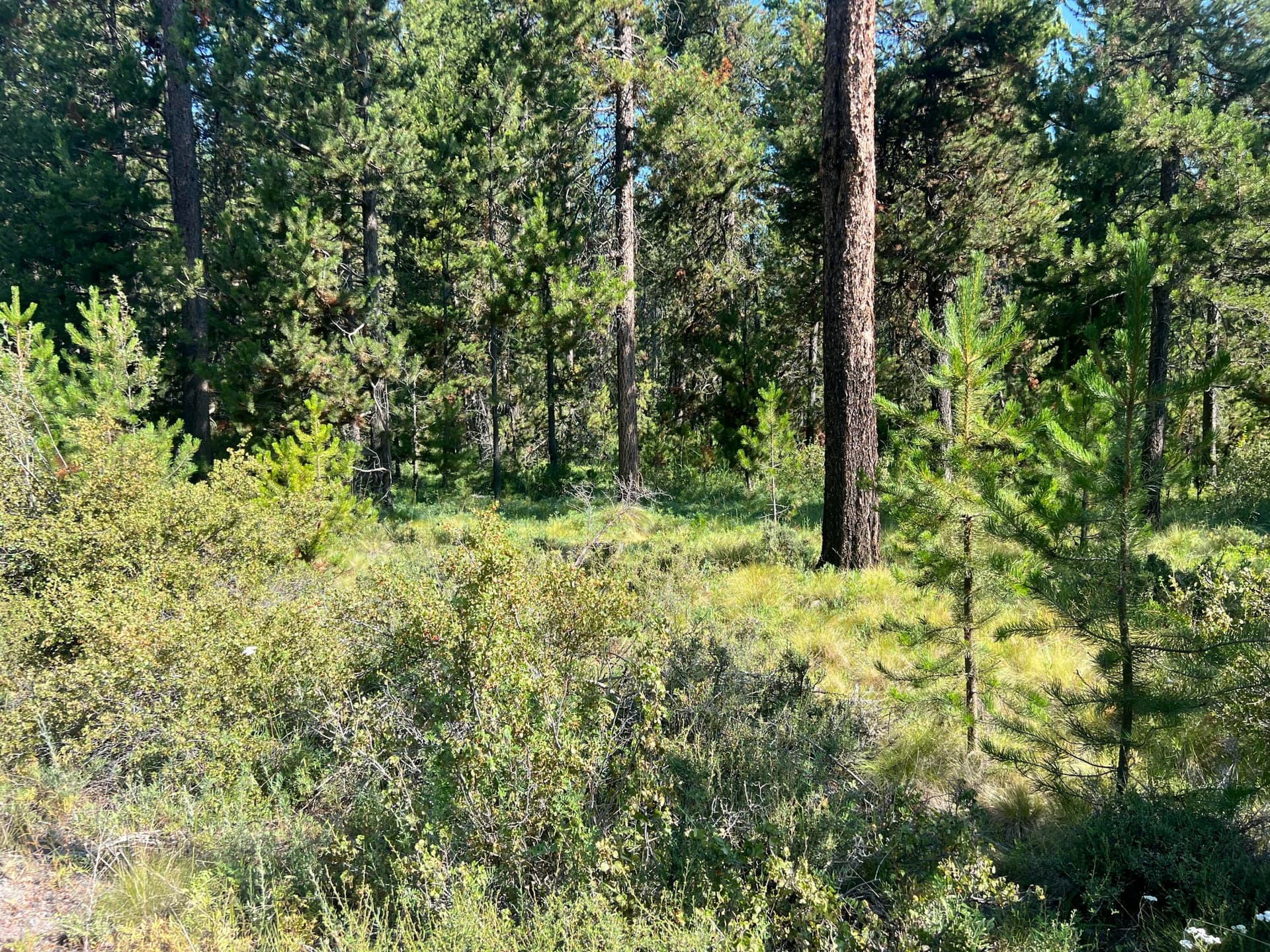 IMG_5942. Photo 3 of 5, 17310 Guss Way, Bend, OR 97707