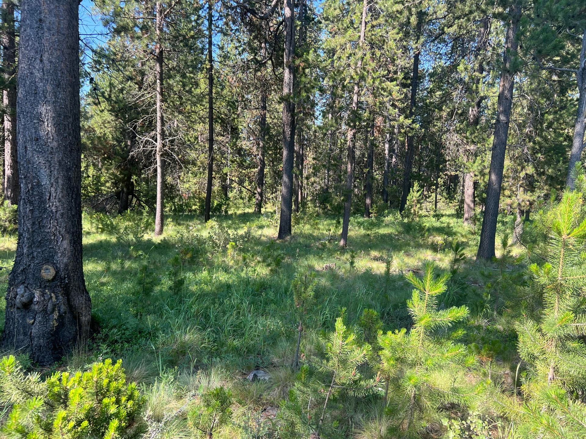 IMG_5944. Photo 4 of 5, 17310 Guss Way, Bend, OR 97707