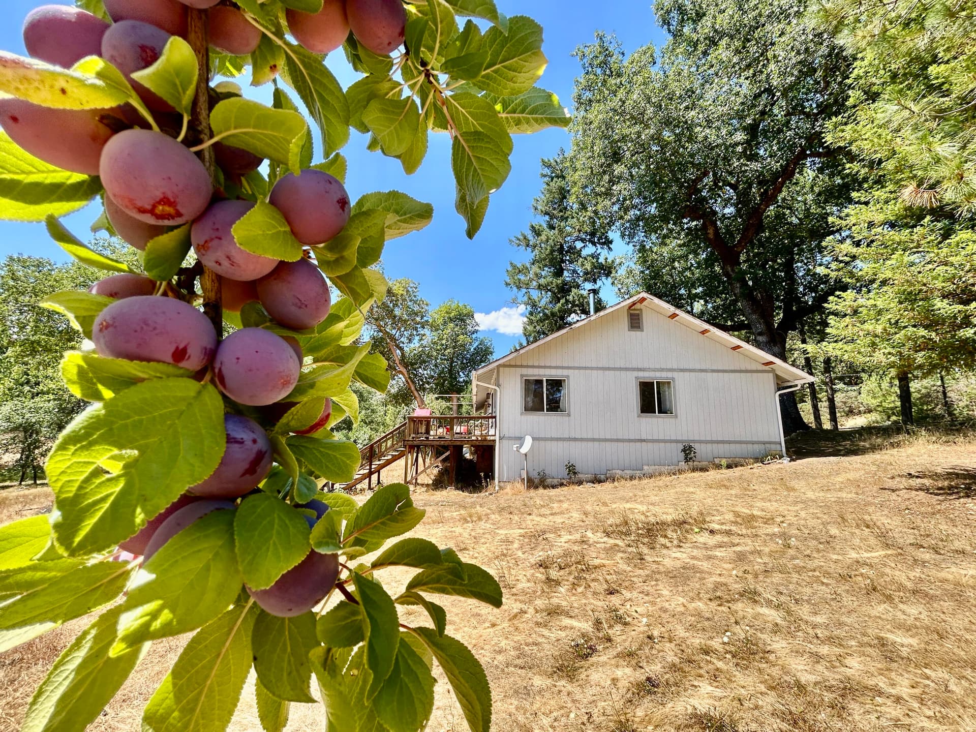 plum trees. Photo 4 of 21, 467 Draper Valley Road, Selma, OR 97538