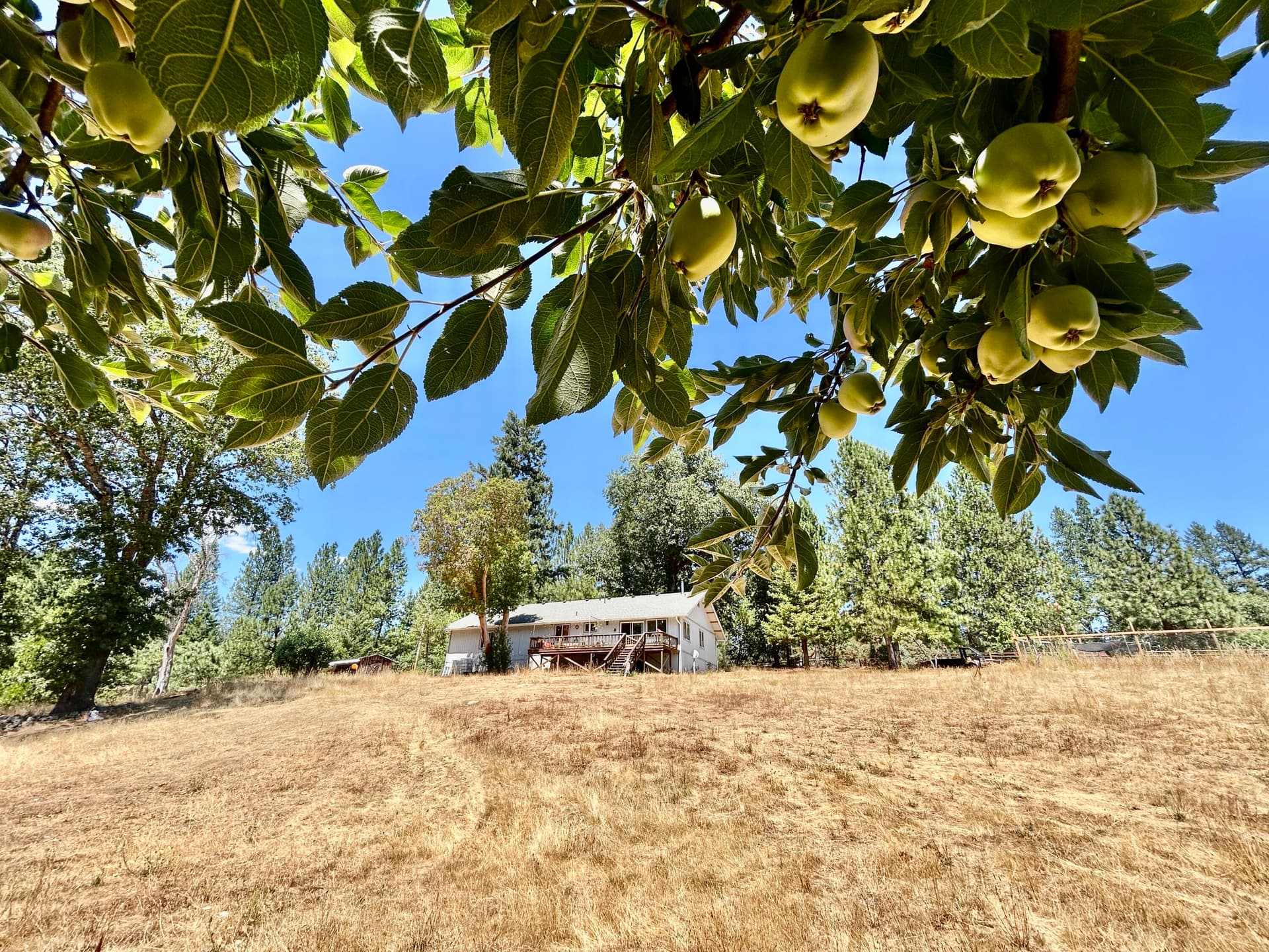 apple trees. Photo 5 of 21, 467 Draper Valley Road, Selma, OR 97538
