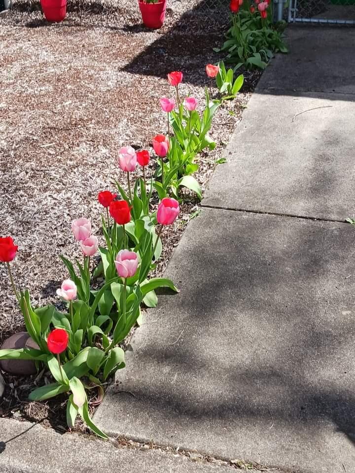 Tulips along the sidewalk. Photo 2 of 35, 633 E Archwood Drive Unit UNIT 44, Eagle Point, OR 97524