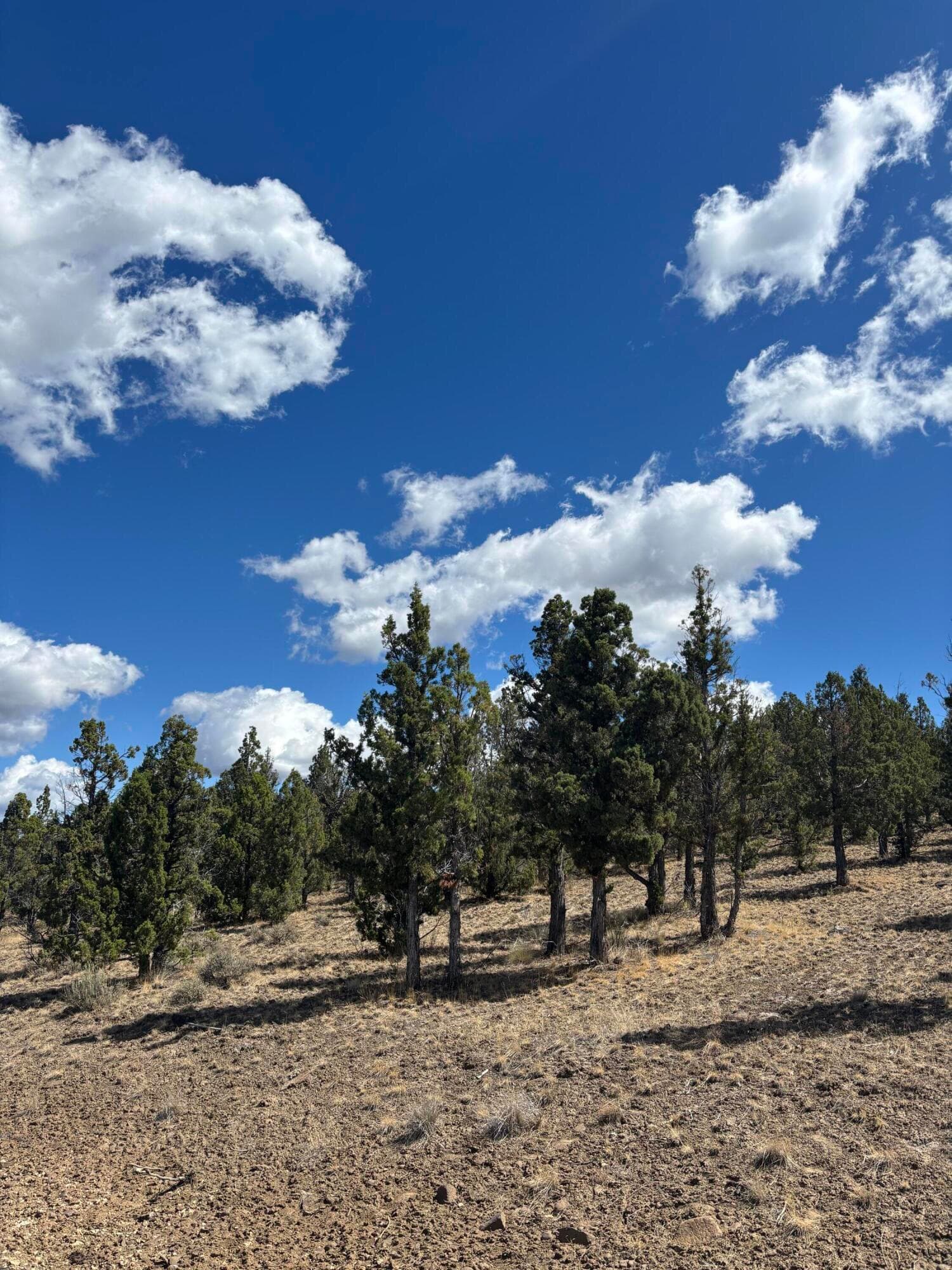 IMG_4835. Photo 2 of 13, 13092 SE Ethan Loop, Prineville, OR 97754