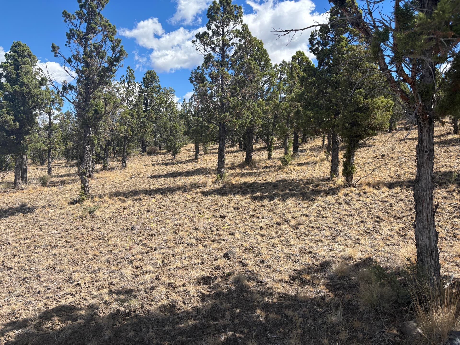 IMG_5357. Photo 5 of 13, 13092 SE Ethan Loop, Prineville, OR 97754