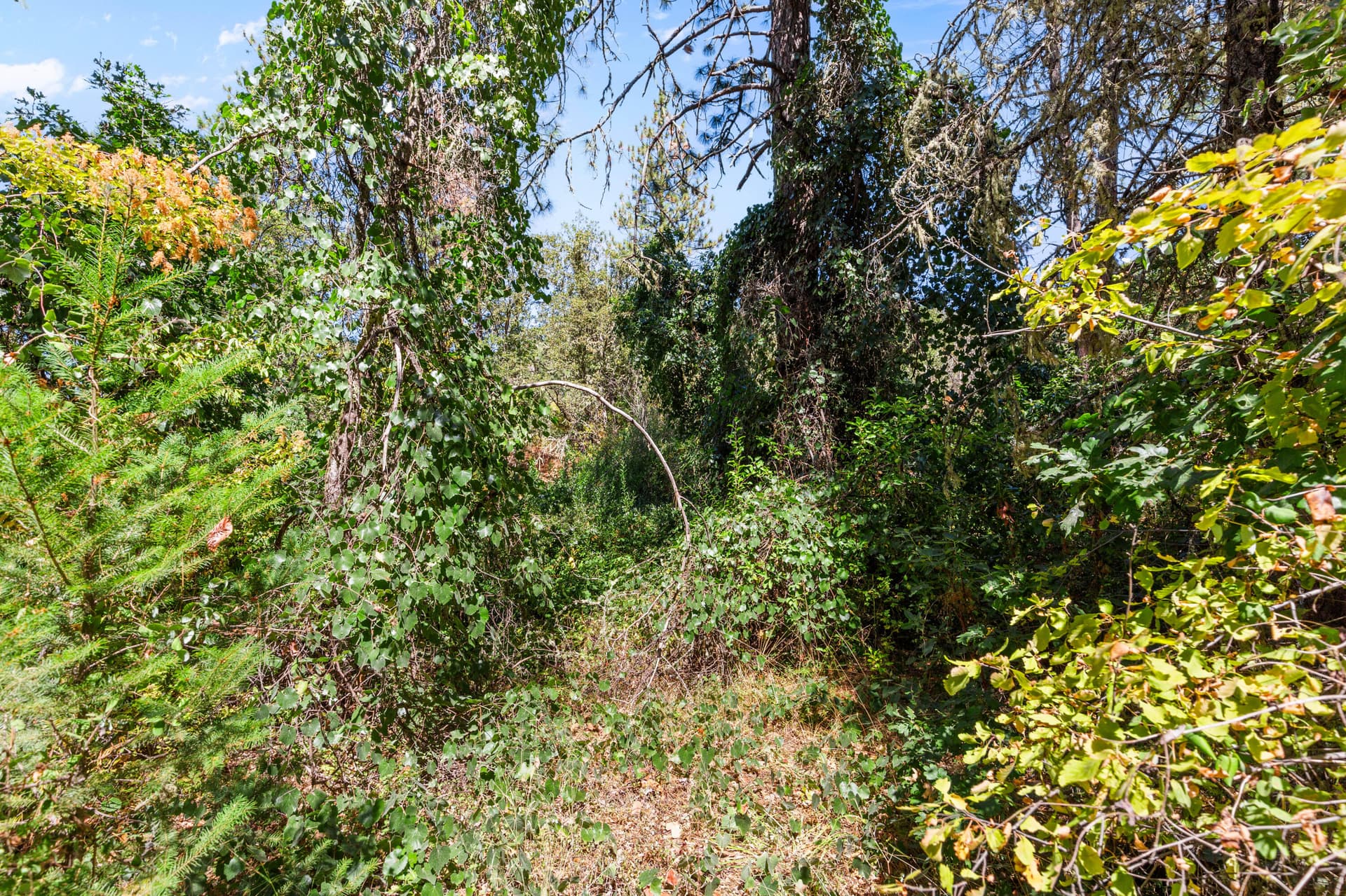 CU9A4940. Photo 5 of 10, 0 Hogan Road, Applegate, OR 97530