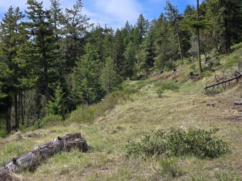 Miller Ranch Forest Areas - Copy. Photo 5 of 12, Marks Creek Road, Mount Vernon, OR 97865