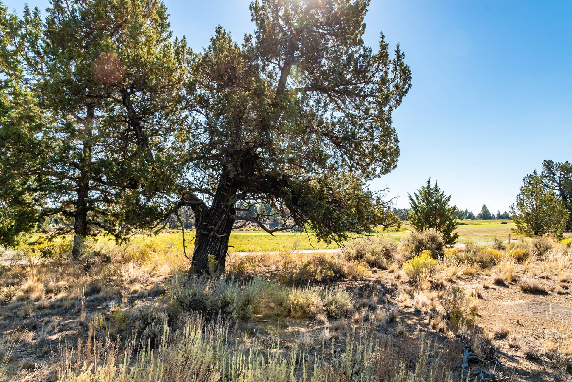 Lot 261 at Pronghorn Resort. Photo 5 of 6, 66385 Pronghorn Estates Drive Unit Lot 261, Bend, OR 97701