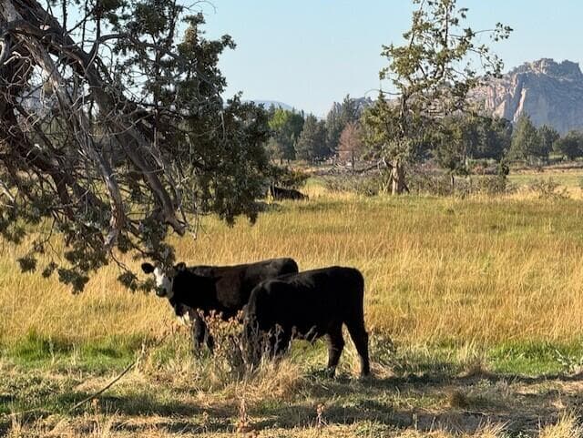 Cattle 1. Photo 5 of 16, 0000 NE 33rd Street Unit 701, Redmond, OR 97756