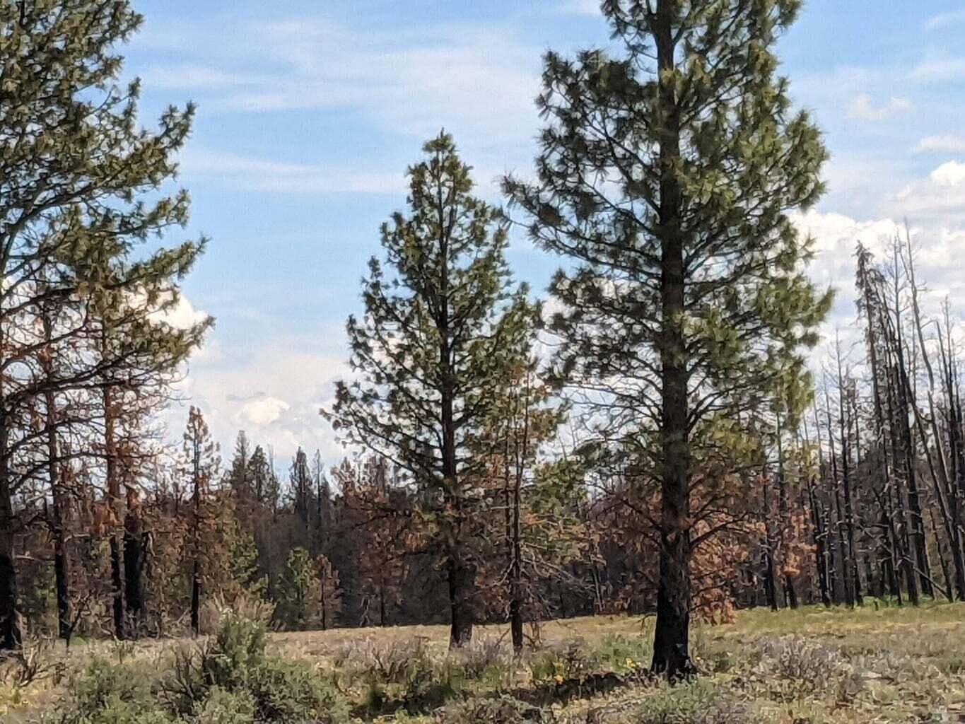2. Photo 2 of 6, 0 Bull Pine Road, Bly, OR 97622