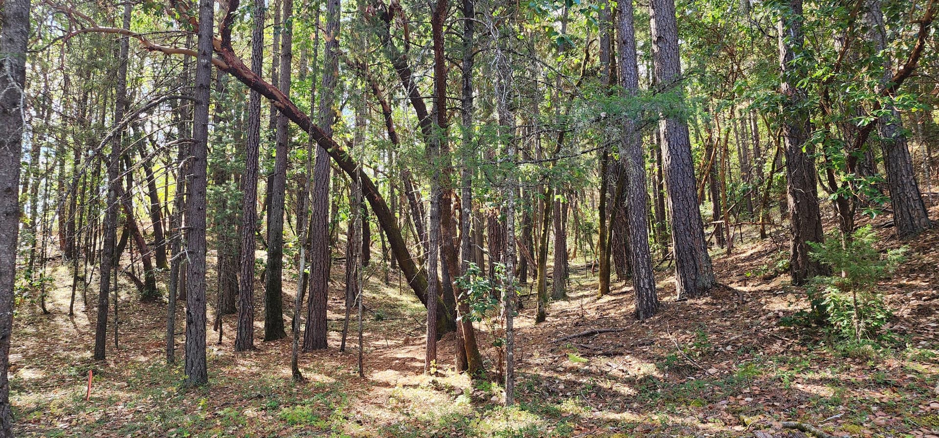 Pinecrest Dr. Photo 1 of 20, Pinecrest Drive, Grants Pass, OR 97526