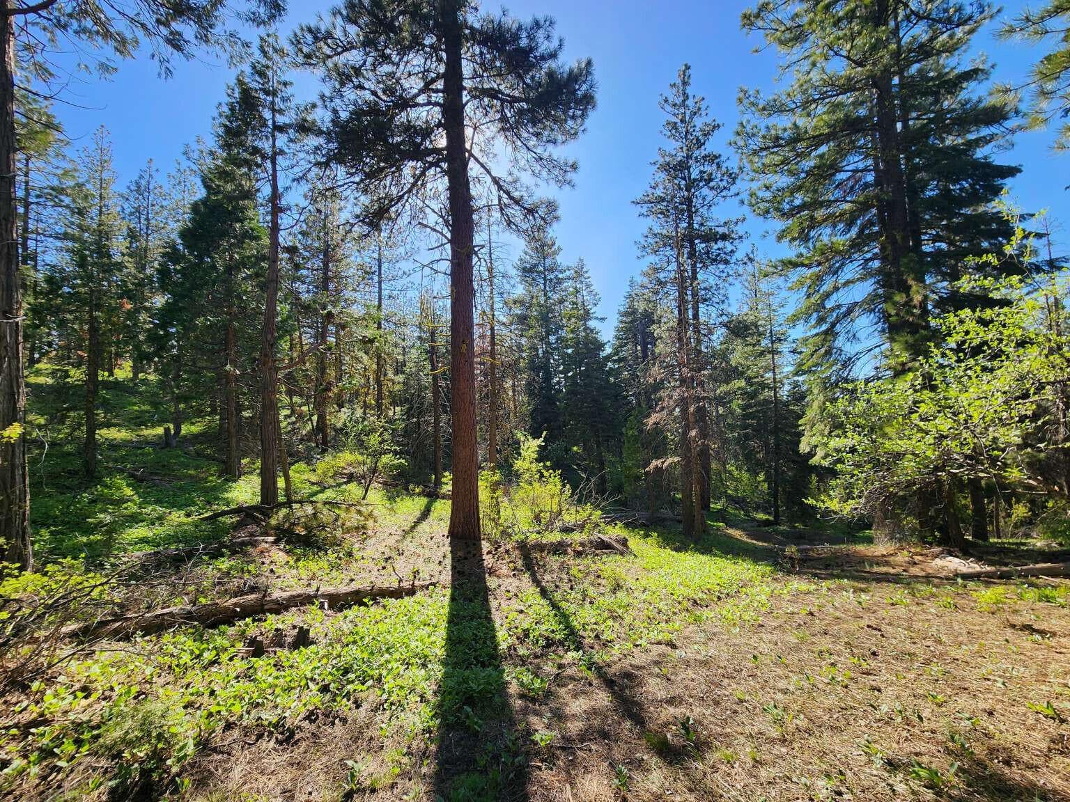 Young.4. Photo 4 of 19, 0 Beaver Lane, Bonanza, OR 97623