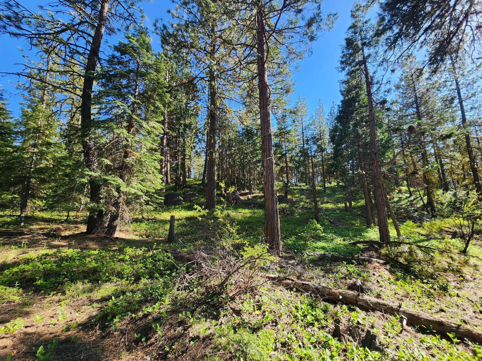 Young.5. Photo 5 of 19, 0 Beaver Lane, Bonanza, OR 97623