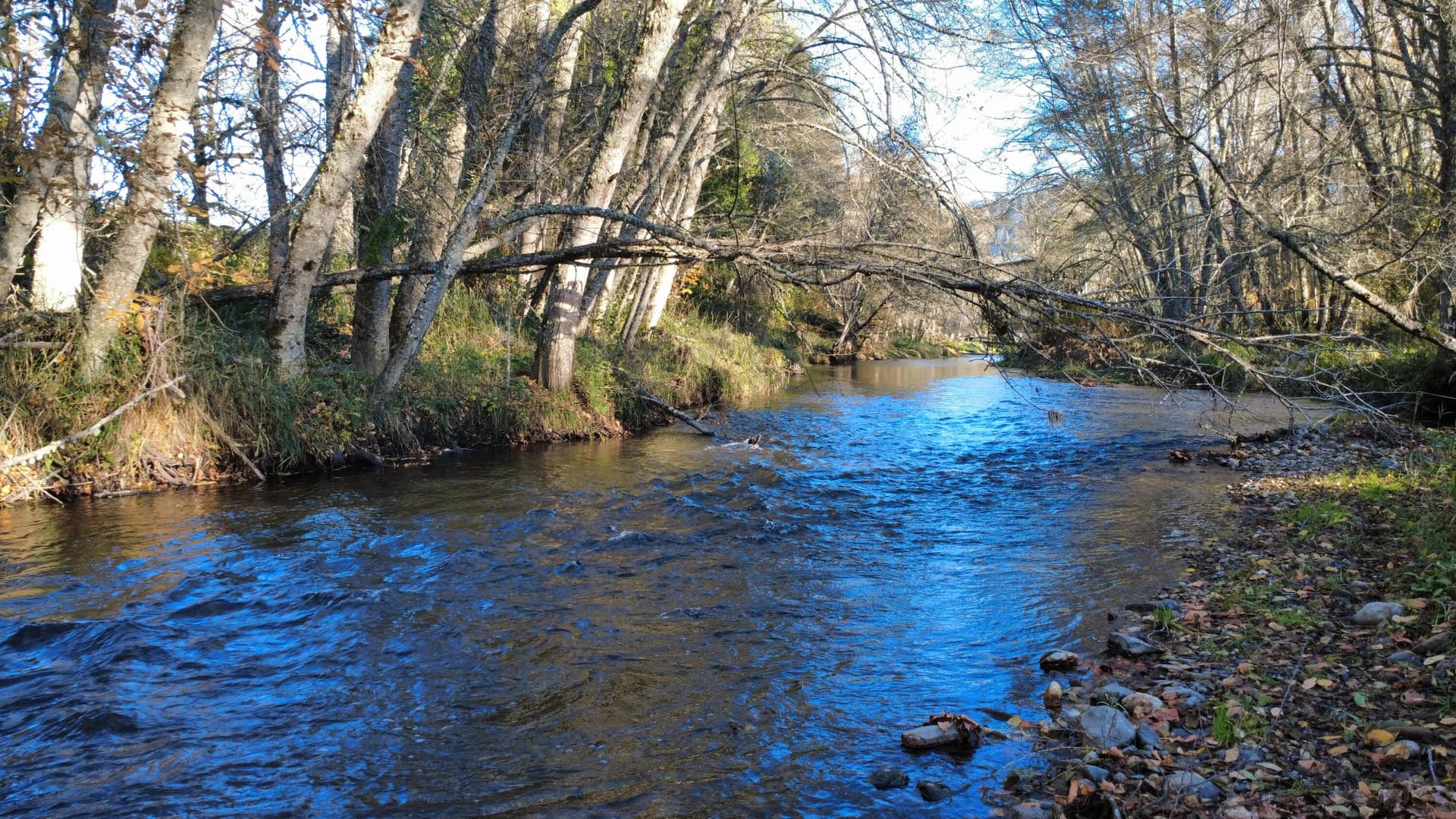 Creek. Photo 2 of 19, 188 Pisqually Lane, Azalea, OR 97410