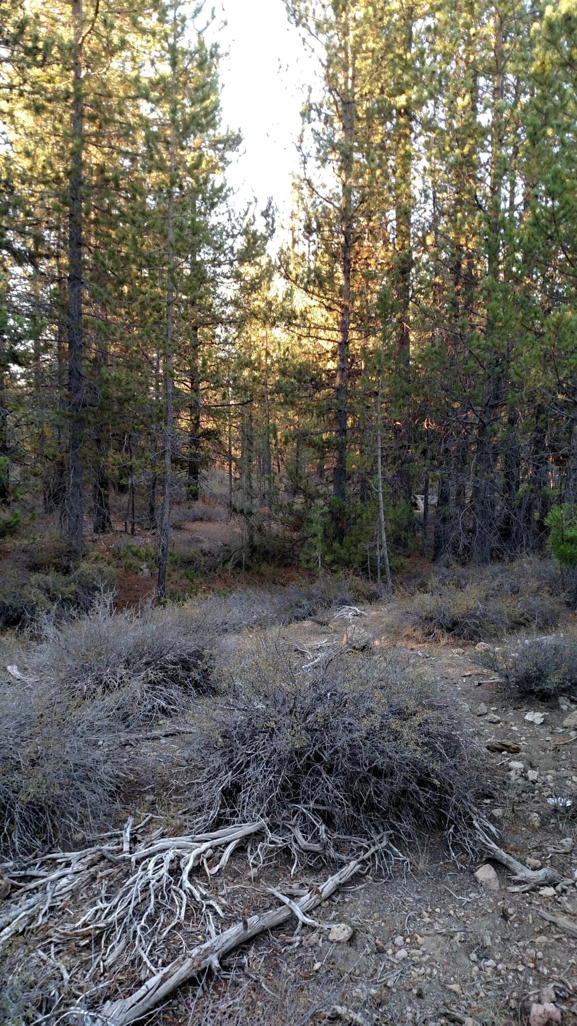 image0. Photo 4 of 8, 4800 Bear Flat (NF 86), Chemult, OR 97731